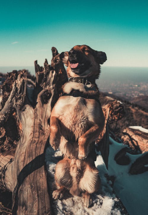 Free A Dog Sitting on A Fallen Tree Trunk Stock Photo