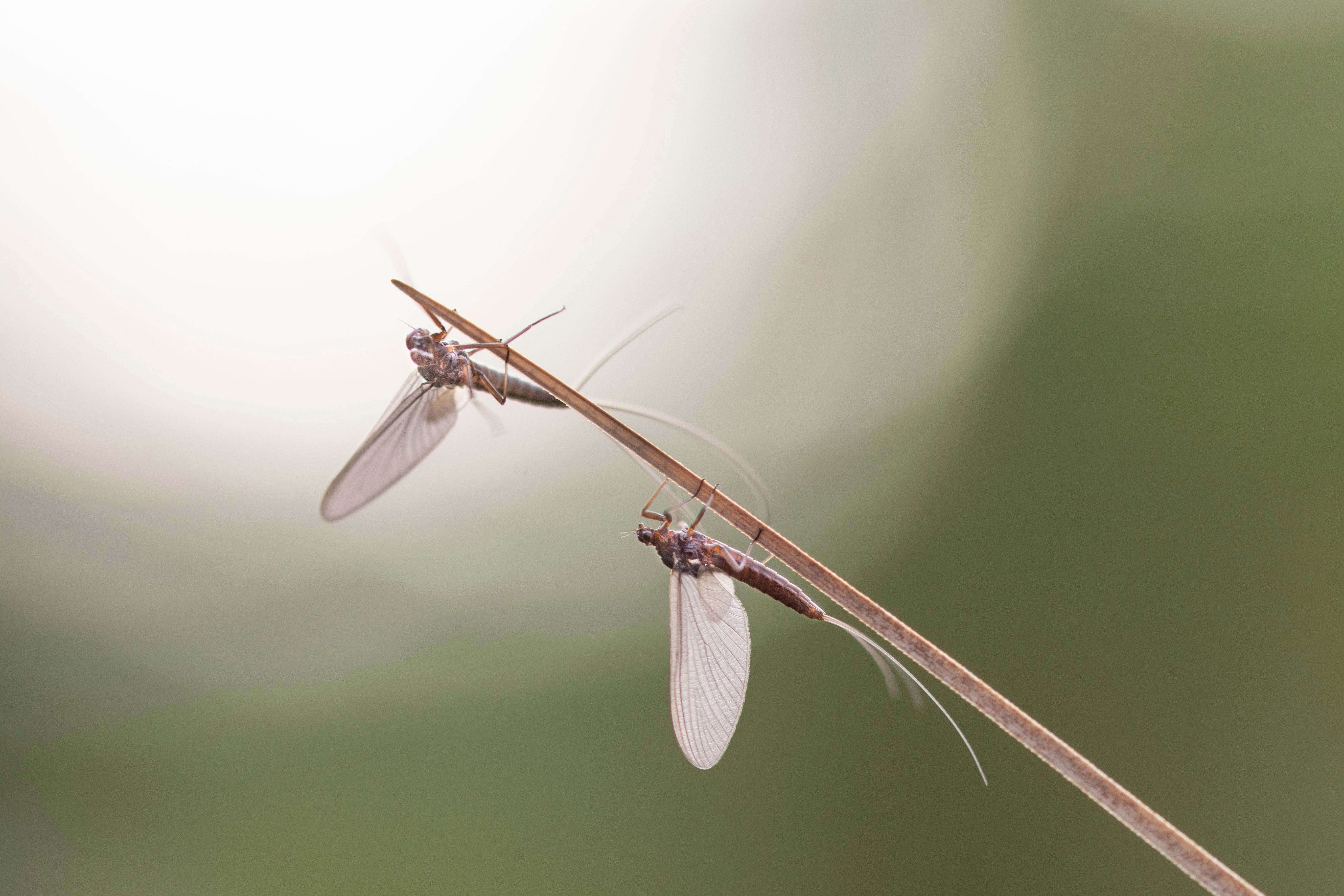 Macro Shot of Two Mayflies on a Twig · Free Stock Photo