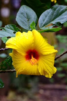 Flor de Hibisco