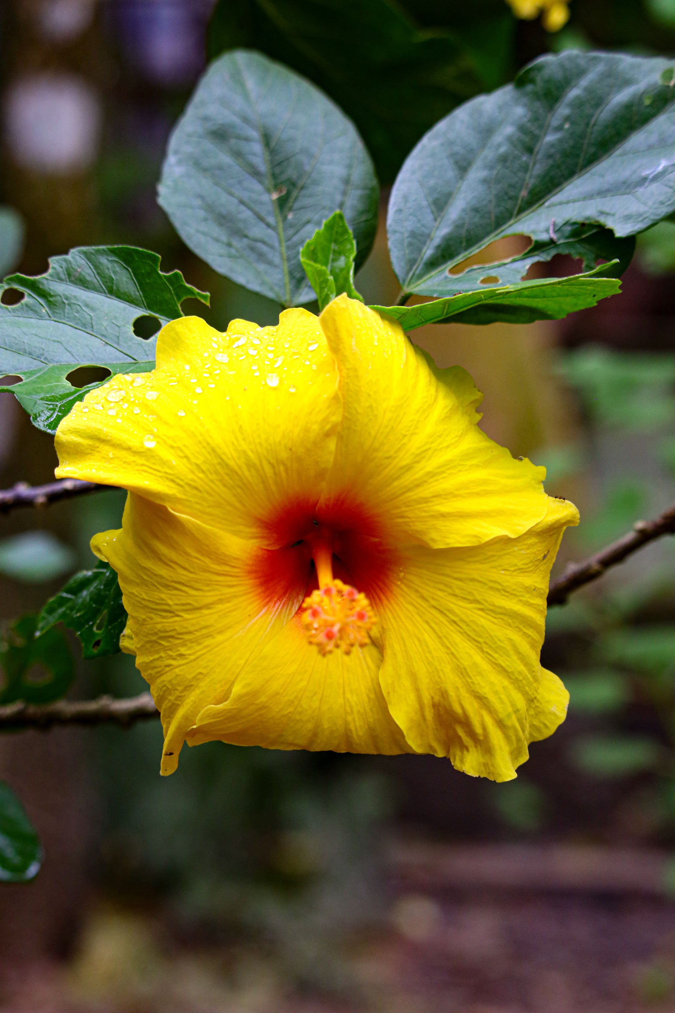 Vibrant Yellow Hibiscus Flower in Belém · Free Stock Photo