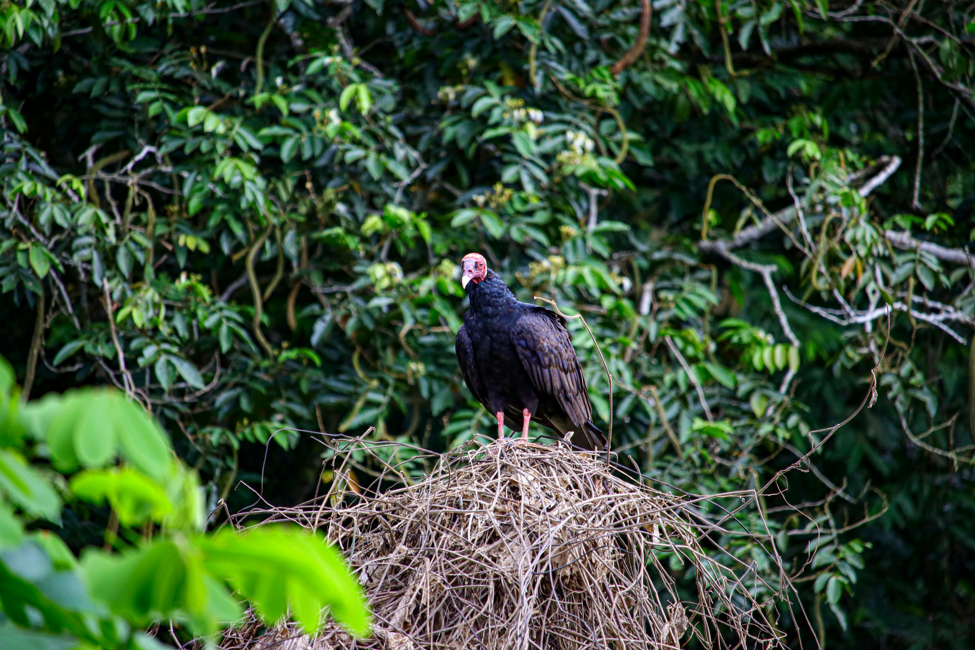 A Turkey ‘Vest’ for the Minimalist Hunter: Outdoor Vision Gear Turkey Pro II Review — Photo by Marri Smith on Pexels