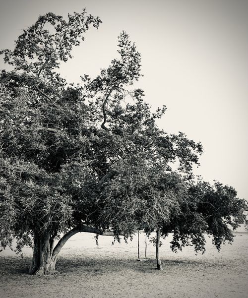 Free Captivating black and white image of a lone oak tree, evoking tranquility and nature's beauty. Stock Photo