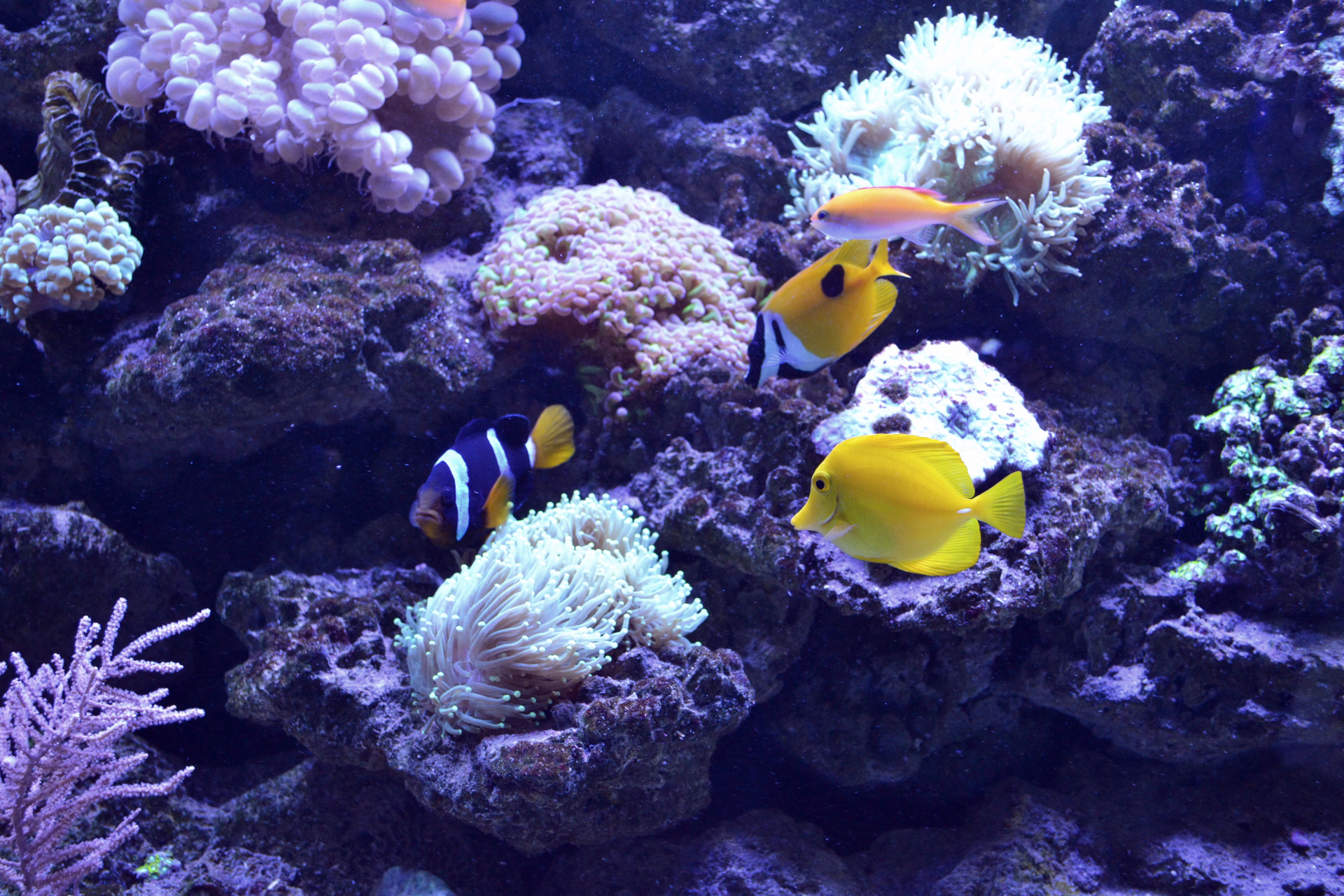 Vibrant Coral Reef Aquarium with Tropical Fish · Free Stock Photo