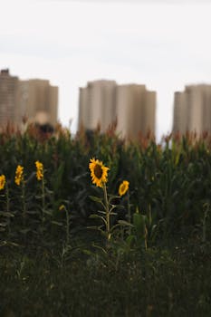 Sunflowers bloom in a city field against modern buildings at dusk.