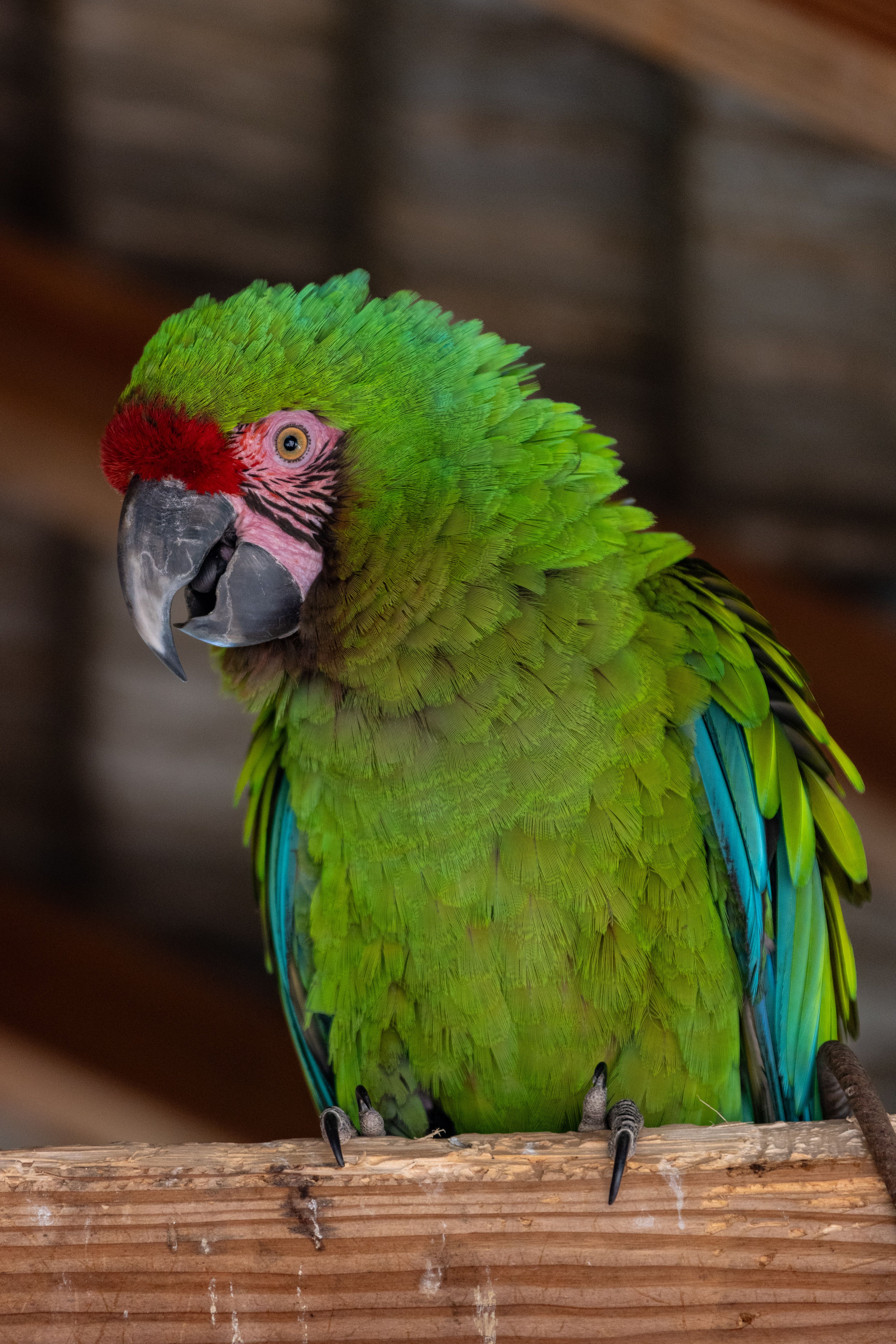 Curated visual reference: Fresh Look at Vibrant Military Macaw In Wooden Aviary