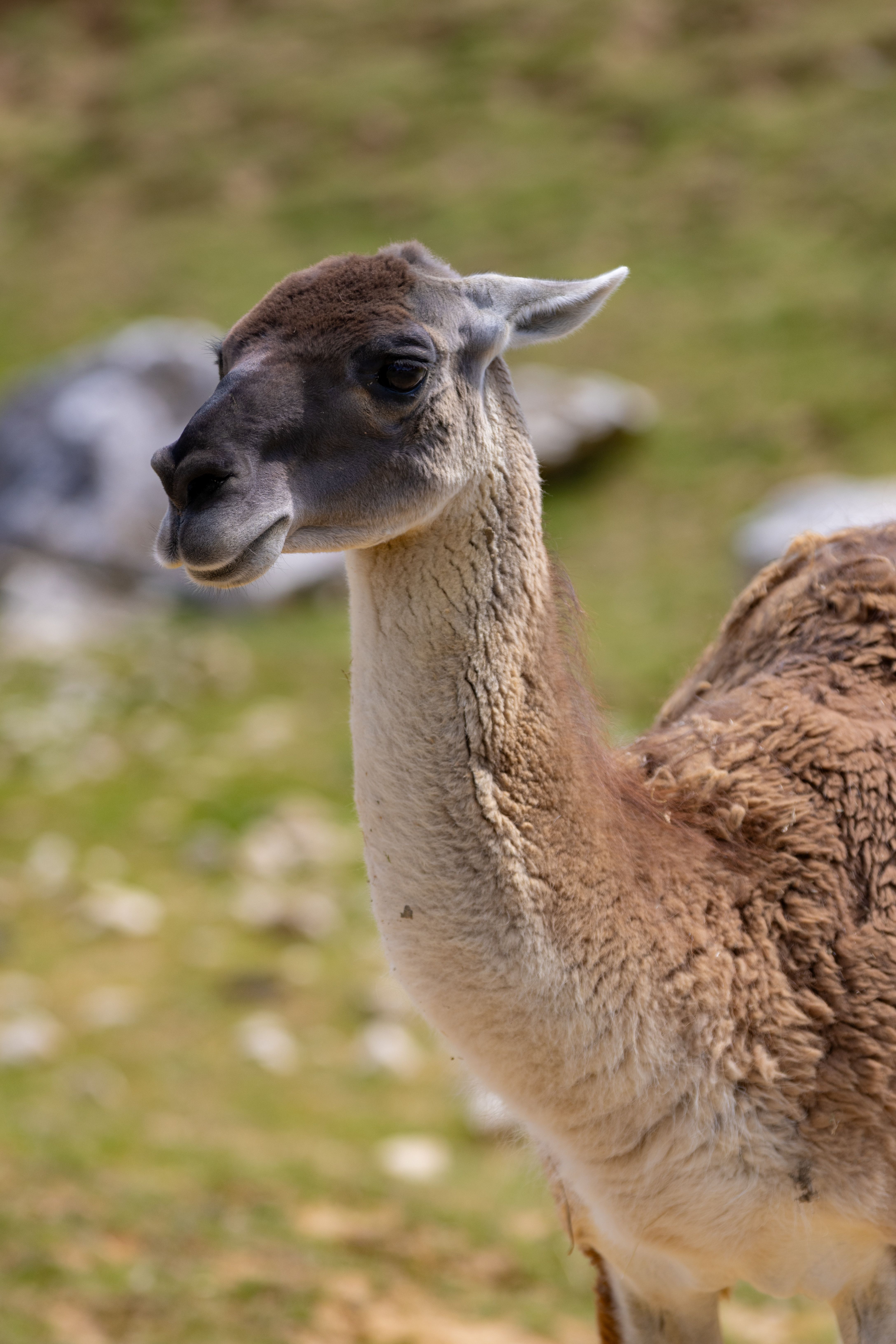 Do you have any close relatives who experienced late growth spurts?
