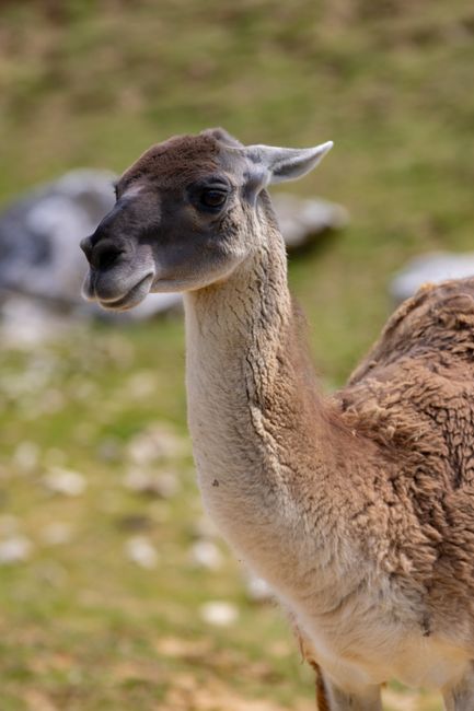 Do you have any close relatives who experienced late growth spurts?