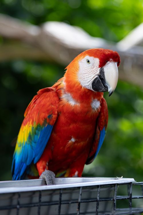 Free A colorful Scarlet Macaw perched outside, showcasing vivid red, blue, and yellow feathers. Stock Photo