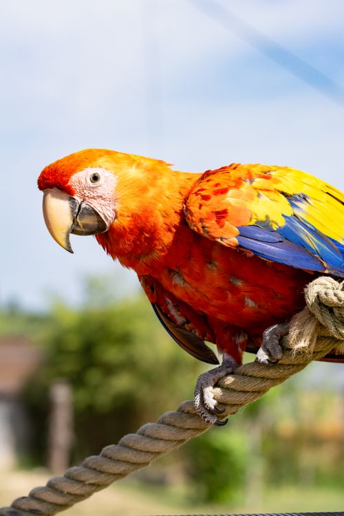 Free A colorful Scarlet Macaw perched on a rope with a blurred natural outdoor background, showcasing its bright feathers. Stock Photo