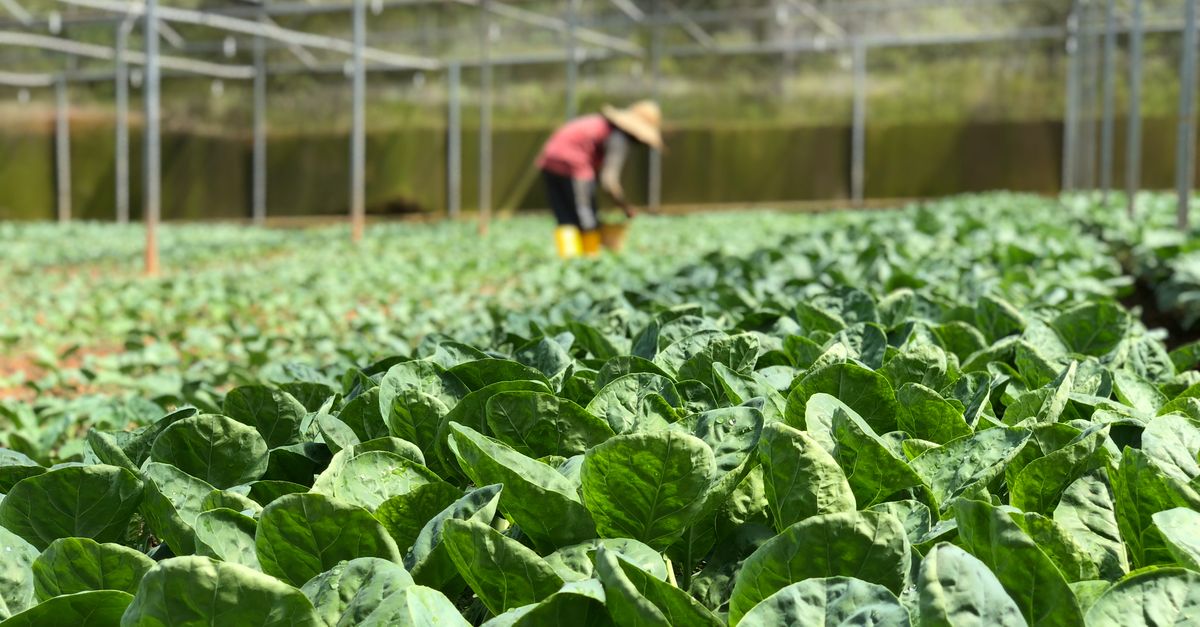 Why Your DIY Hydroponics Fails Most People (And What Actually Works for Bountiful Harvests)