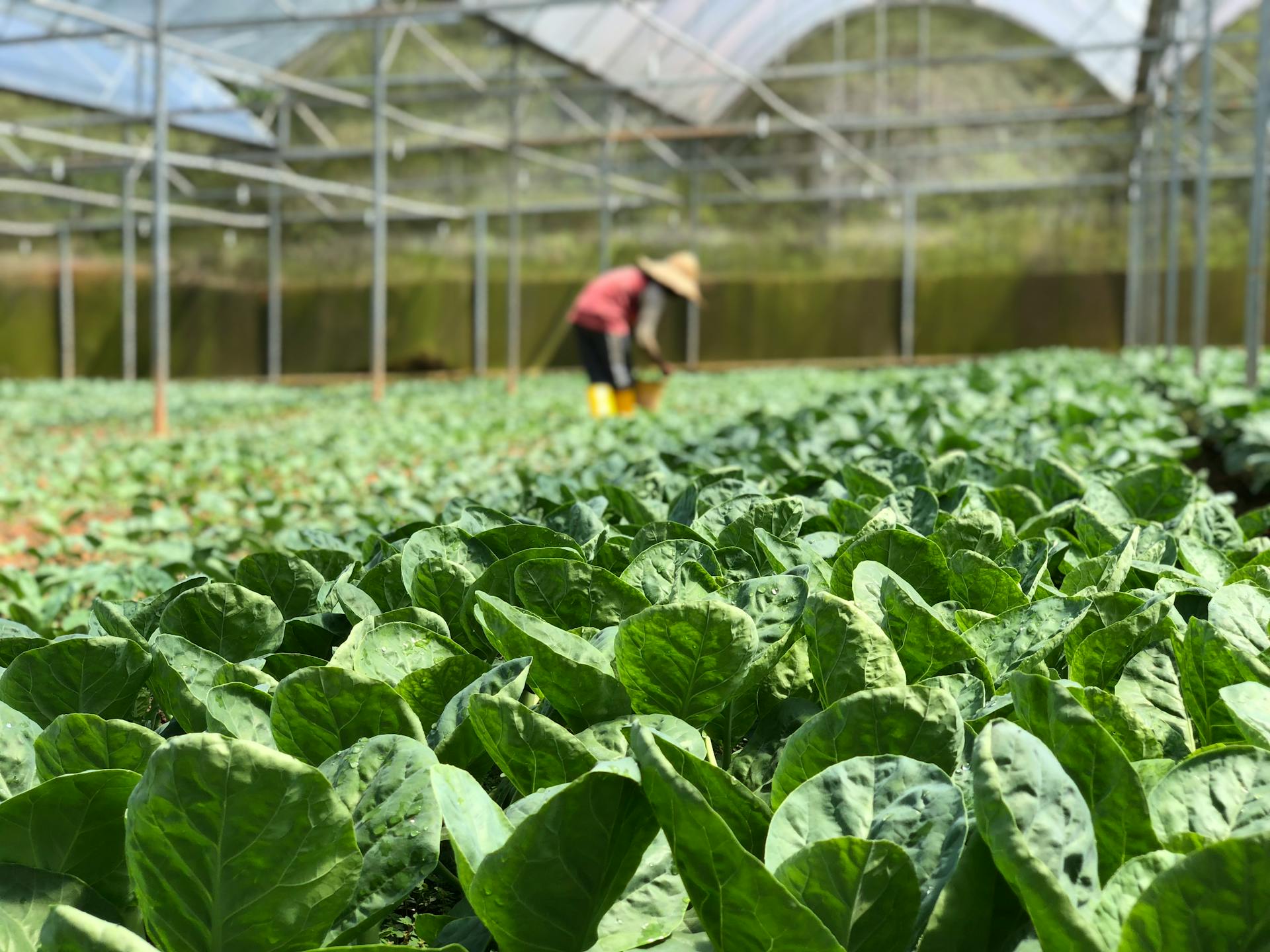 Vibrant green lettuce growing in a greenhouse with a farmer tending to the crops.