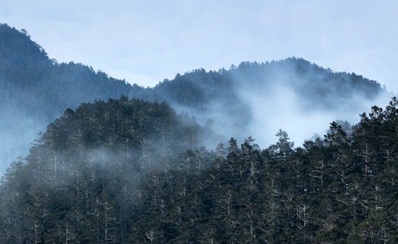 Explore the serene misty mountains and dense forest in Taiwan, capturing nature's enchanting beauty.