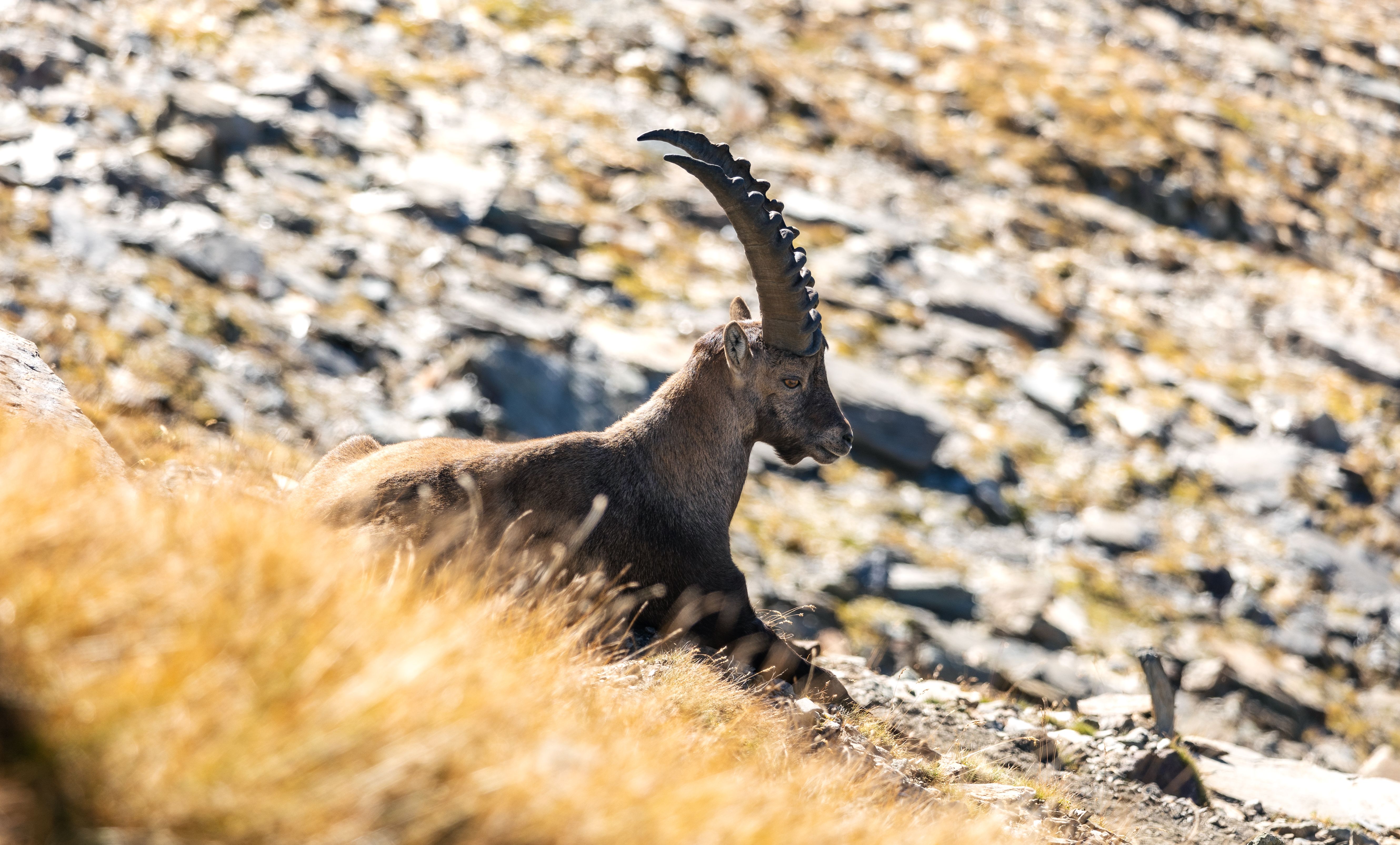 ibex 35