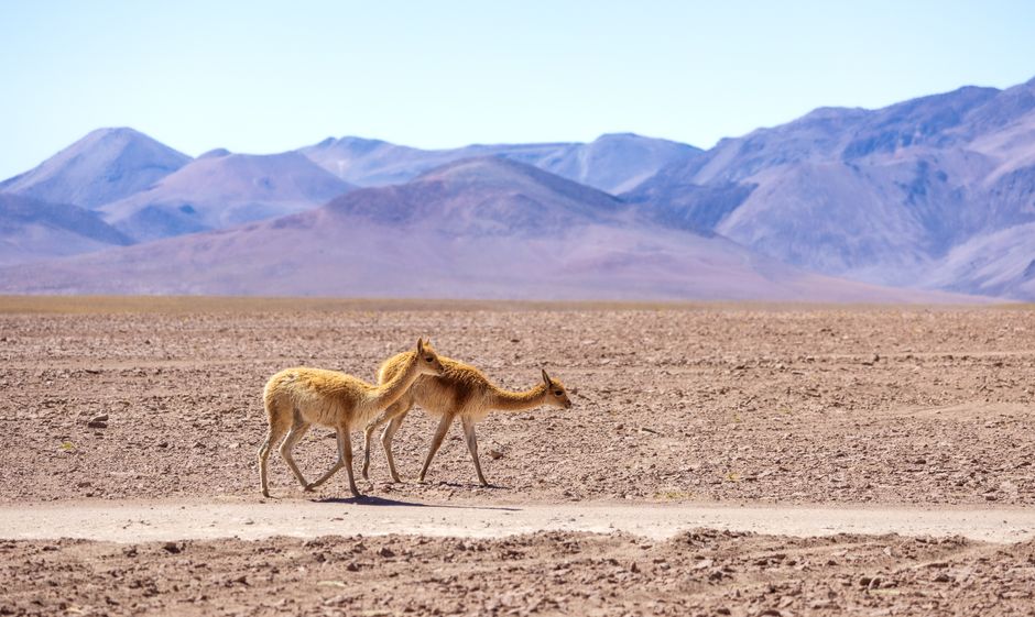 Two vicuñas roaming the vast Atacama Desert with mountain backdrop in Chile.