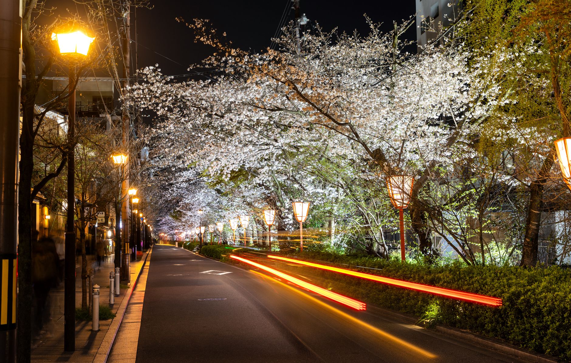 Your Guide to Serene Sakura Nights in Kyoto: Skip the Lines, Savor the Beauty