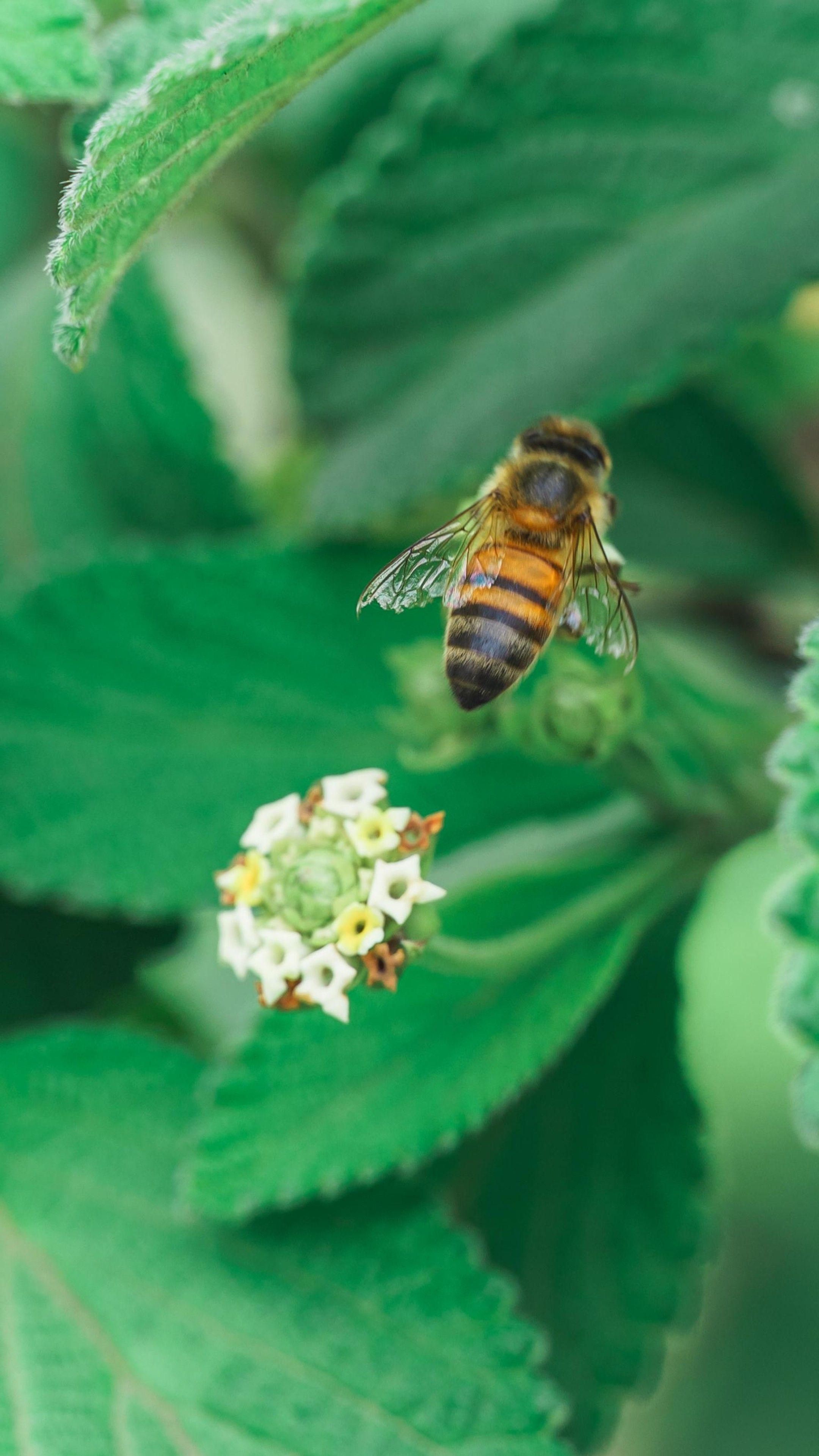 Fotomural Fotografía macro de una abeja polinizando una pequeña flor rodeada de exuberantes hojas verdes.