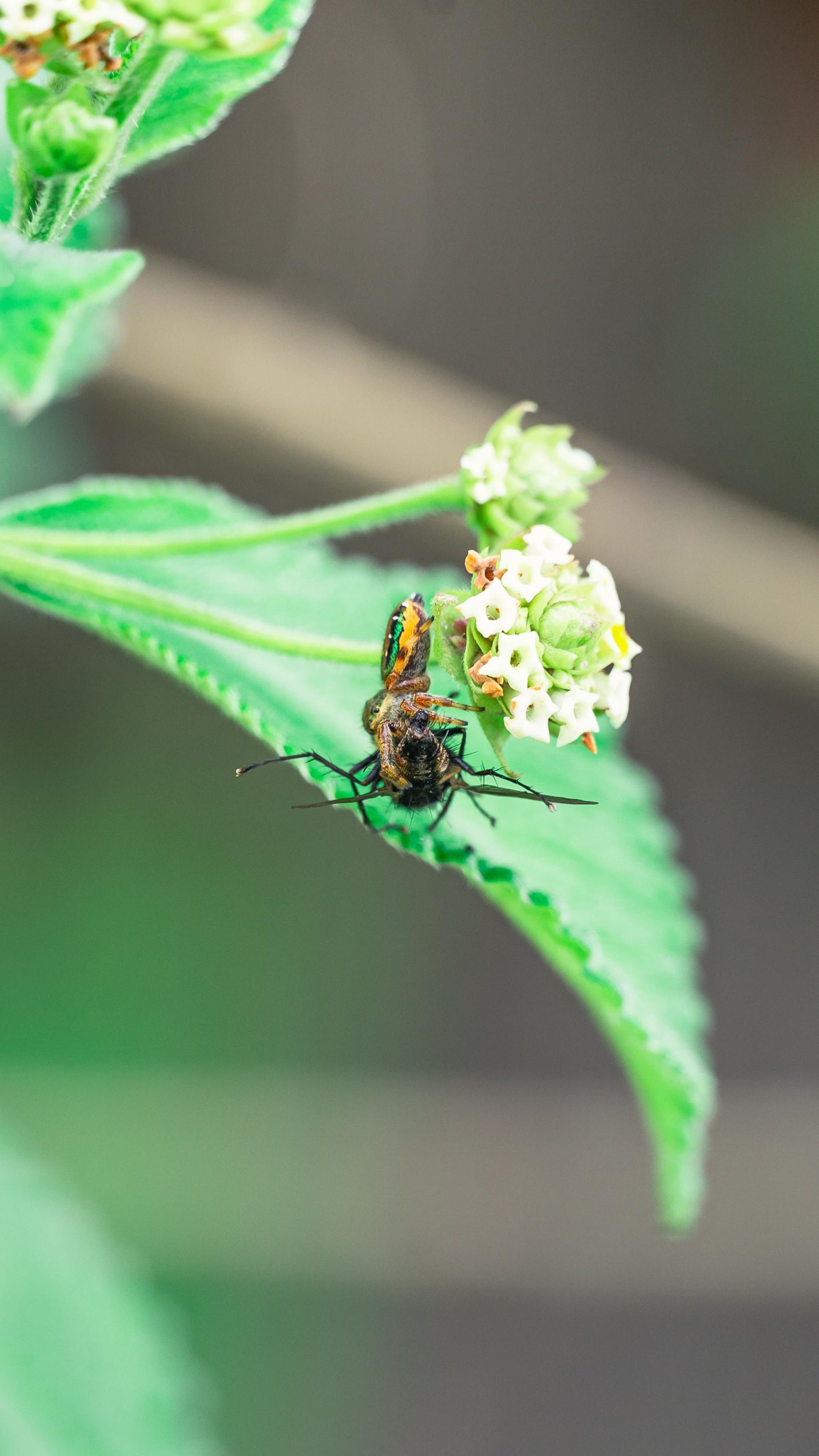 Fotomural Primer plano de un insecto colorido descansando sobre una hoja verde cerca de flores blancas.