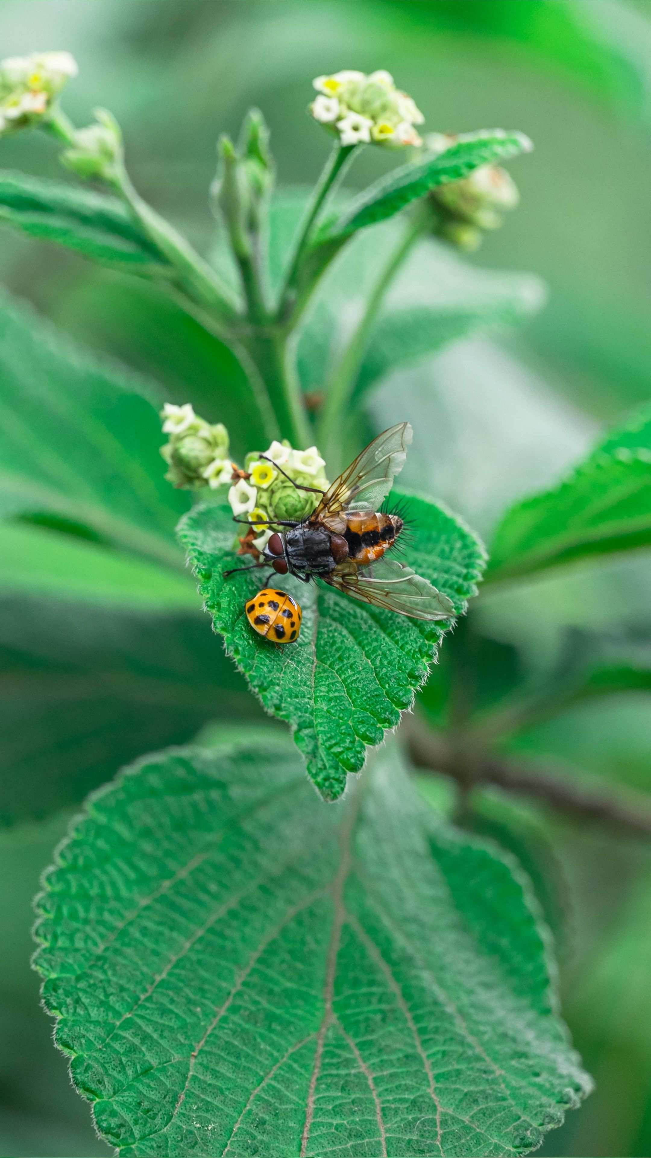 Detailed view of a green leaf with insects and small white flowers in a natural setting.