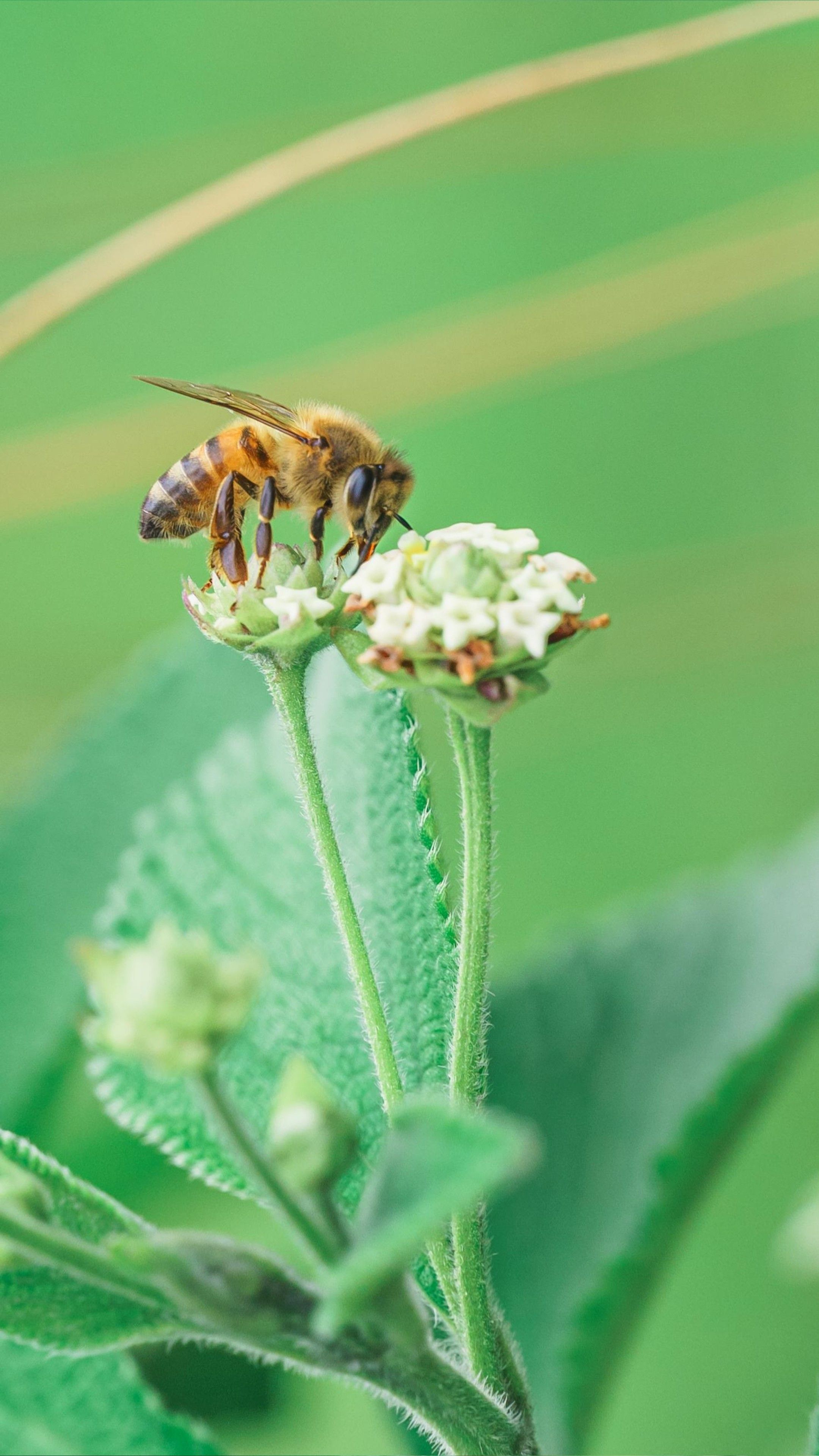 Close-up of a honeybee collecting nectar from a white flower in a lush green setting.