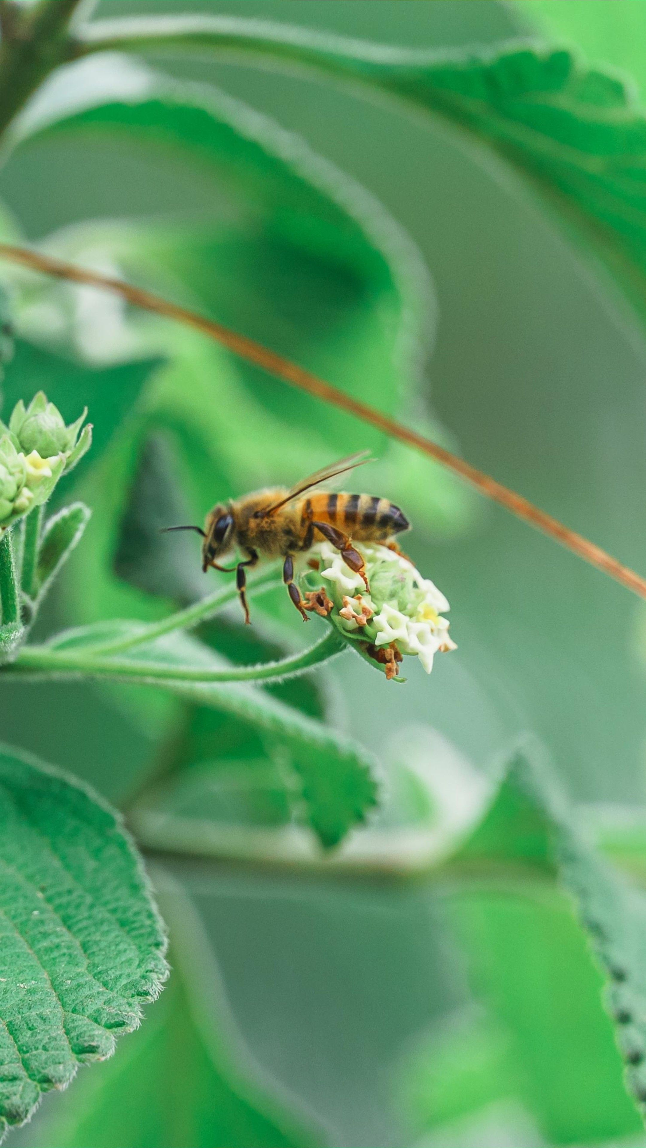 Abelha Polinizando Flores Brancas Na Primavera · Foto profissional gratuita