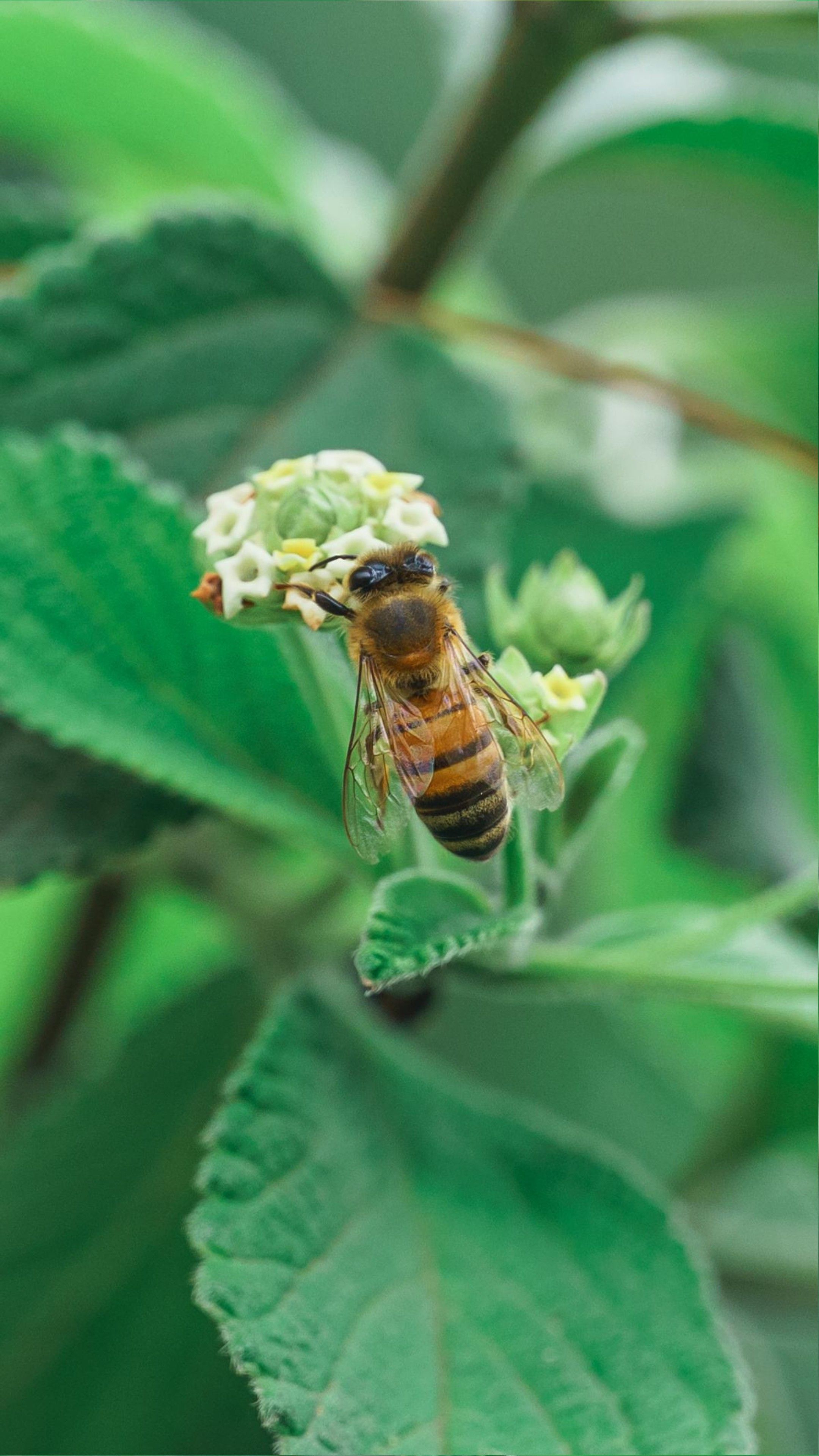Abelha Polinizando Flores Brancas Na Primavera · Foto profissional gratuita