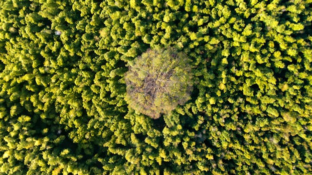Aerial shot of vibrant green forest with a central tree in Utsunomiya, Japan.