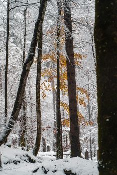 德国宁静的冬季森林，覆盖着雪和霜的树木，营造出宁静的冰霜景观。 - 相关推荐