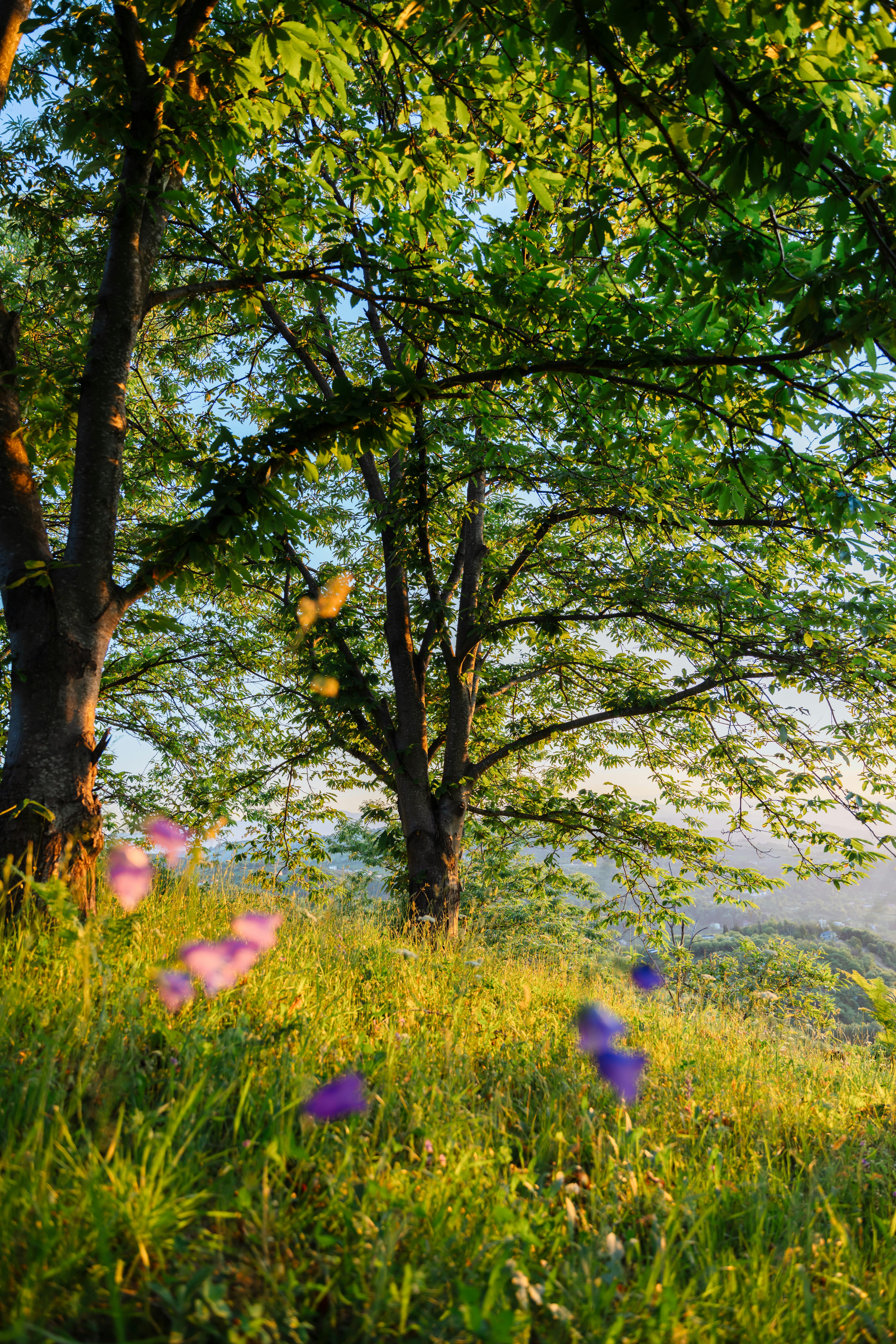 Scenic landscape of a lush meadow with blooming flowers and trees on a sunny spring day.