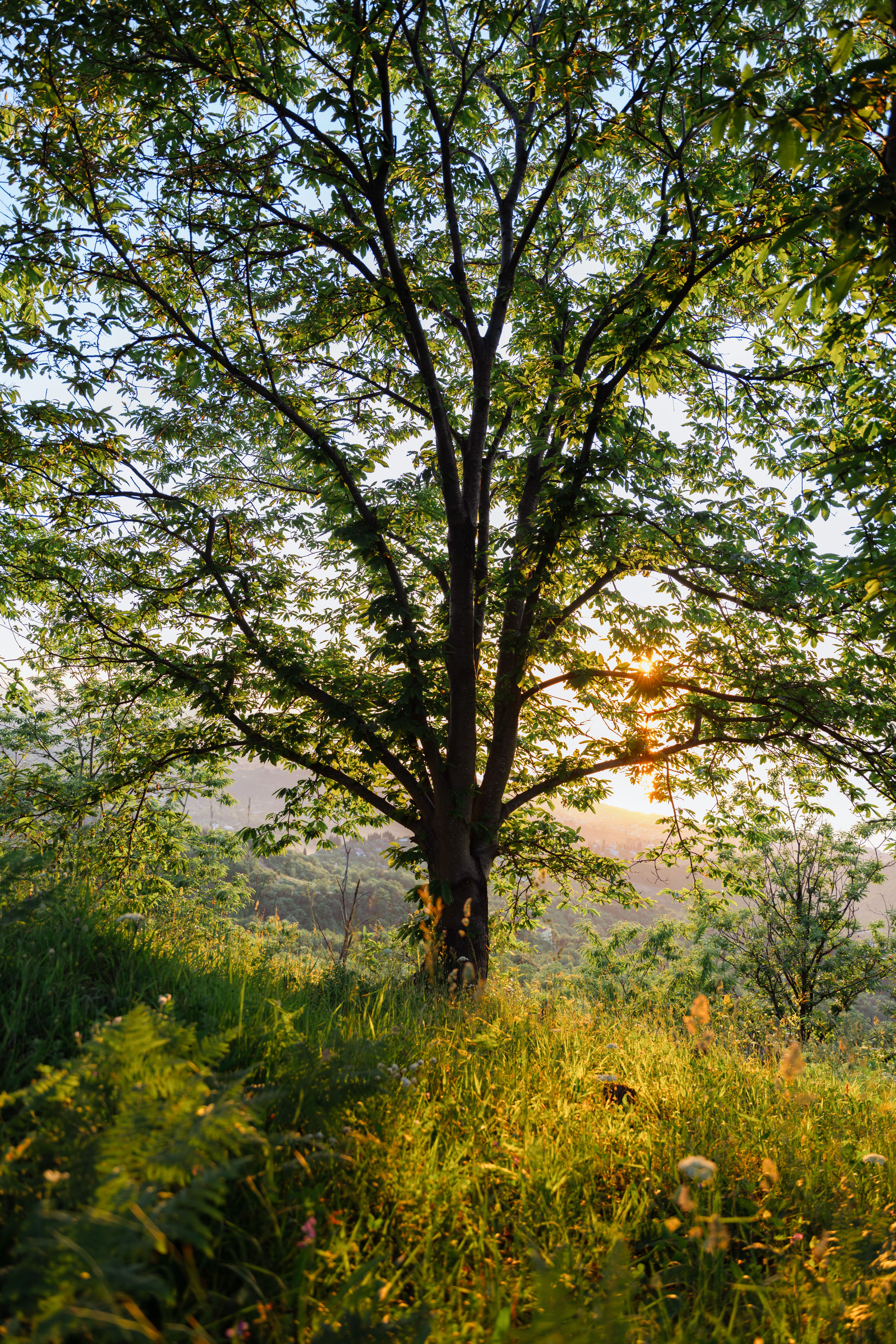Beautiful Tree in Sunrise Landscape · Free Stock Photo