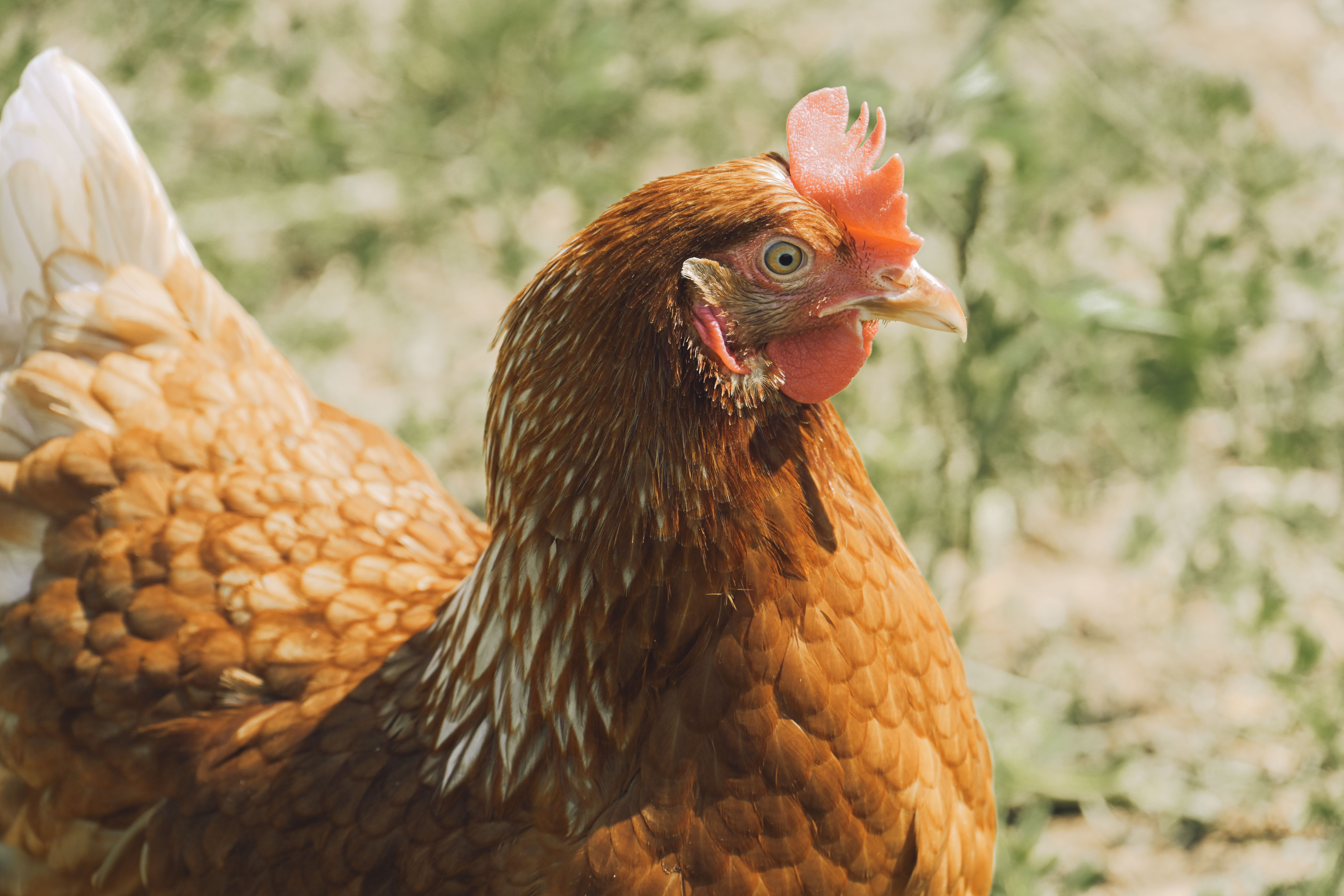 Close-Up View of a Brown Hen Outdoors · Free Stock Photo