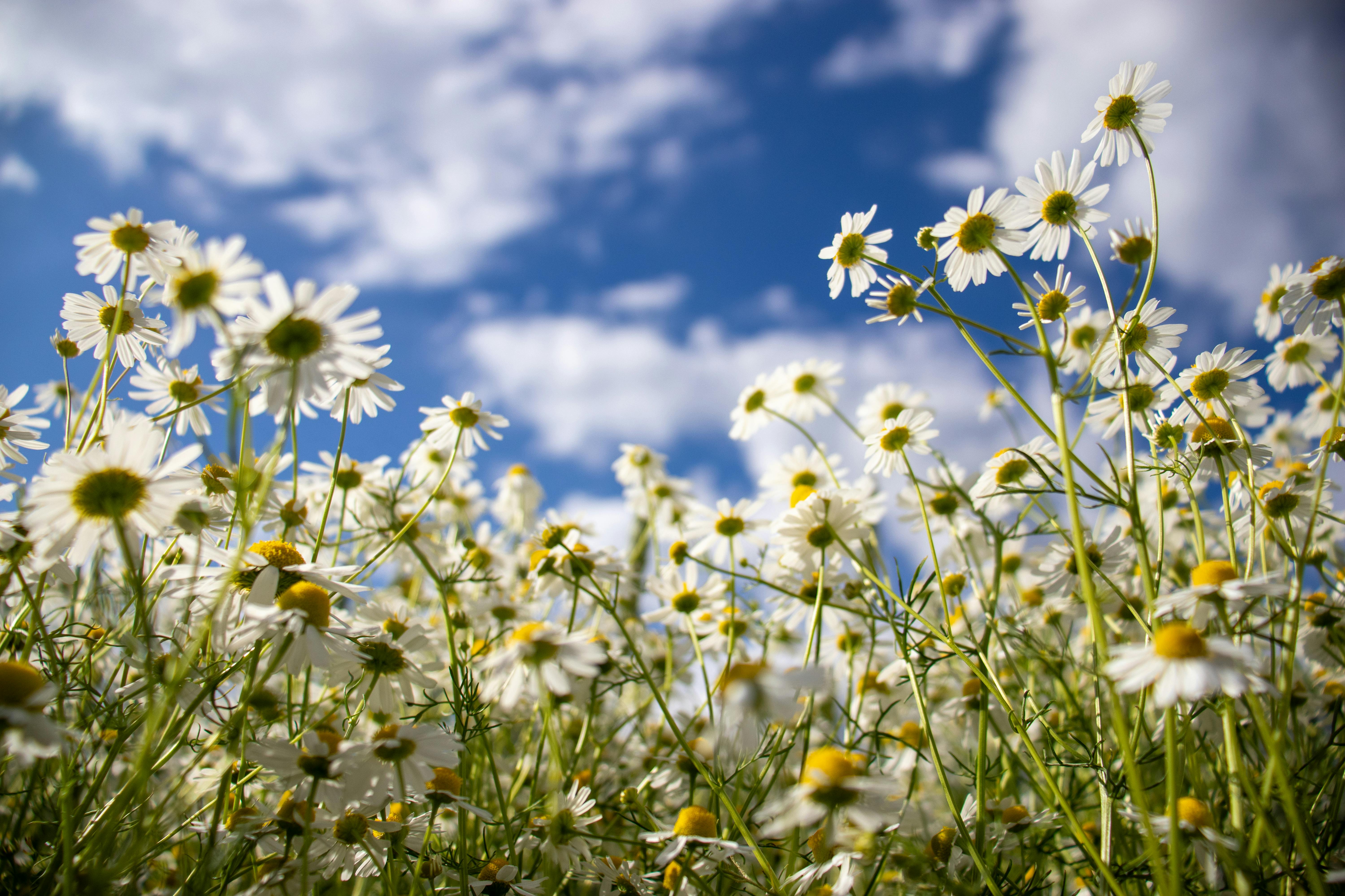 margaritas en el campo
