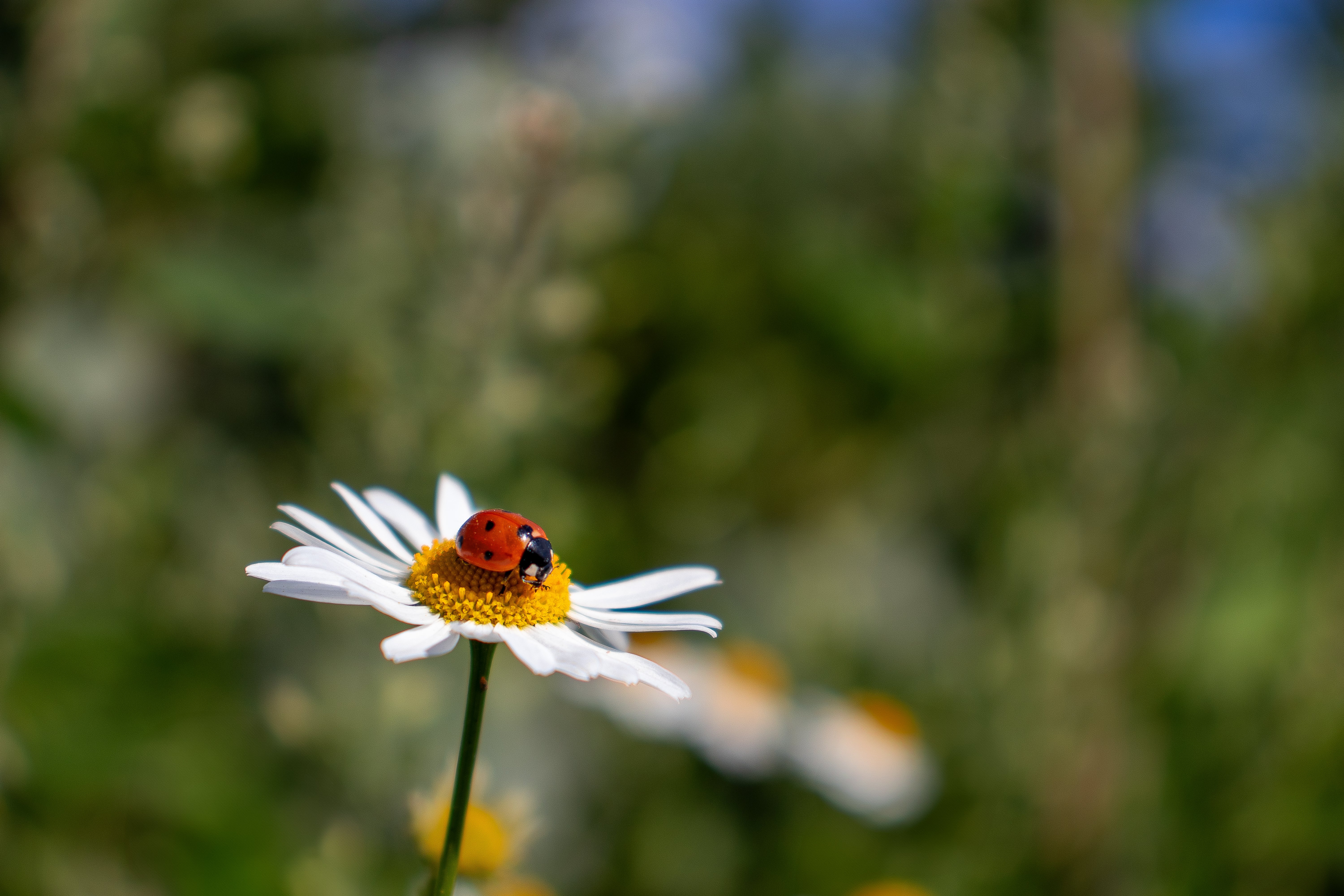 Close-up of a ladybug resting on a daisy against a blurred green background.