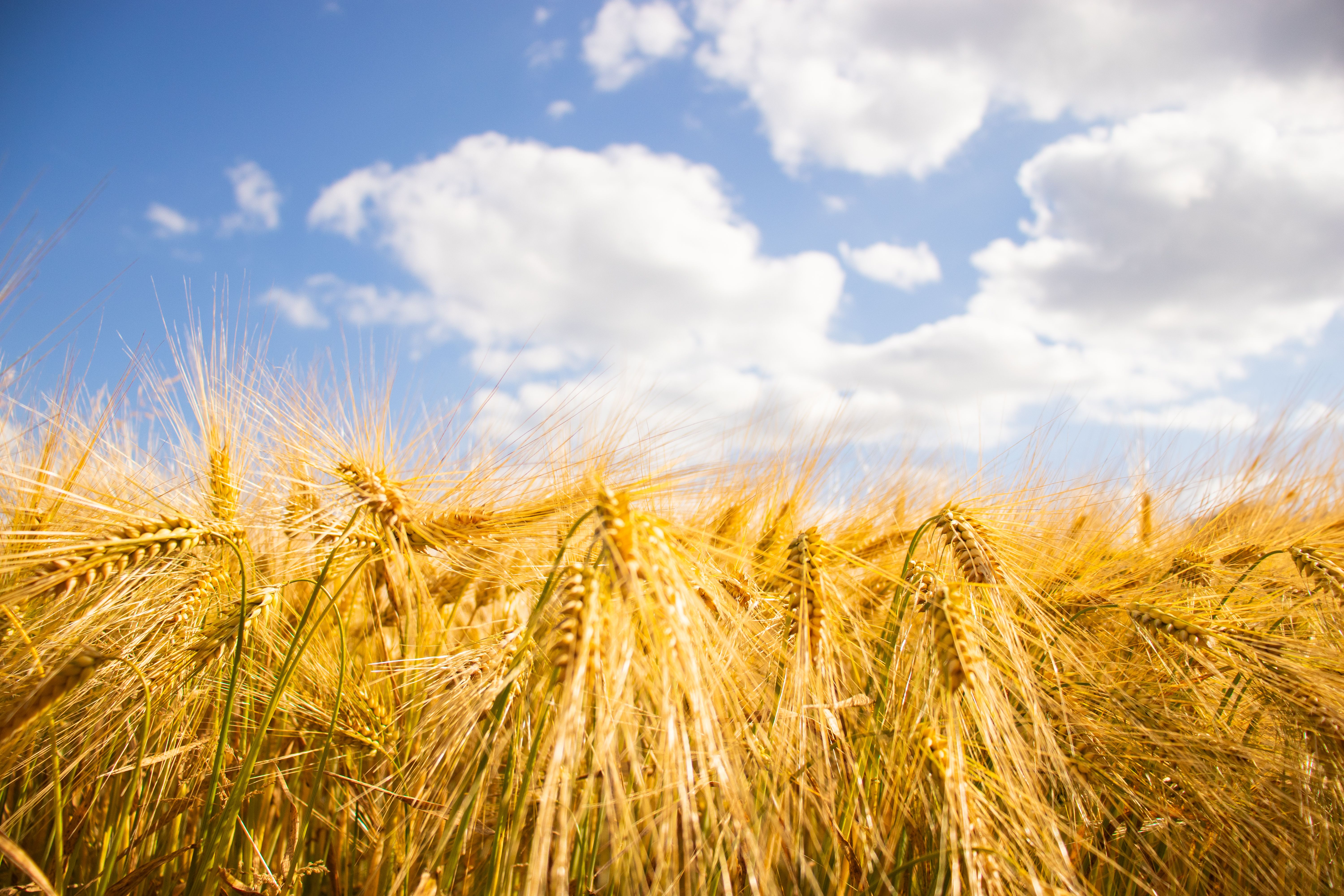 Golden Wheat Field Under a Bright Blue Sky · Free Stock Photo