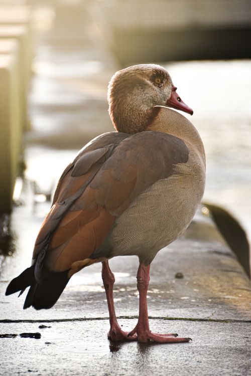 Free Close-up of an Egyptian goose by waterside, basking in soft morning light. Stock Photo