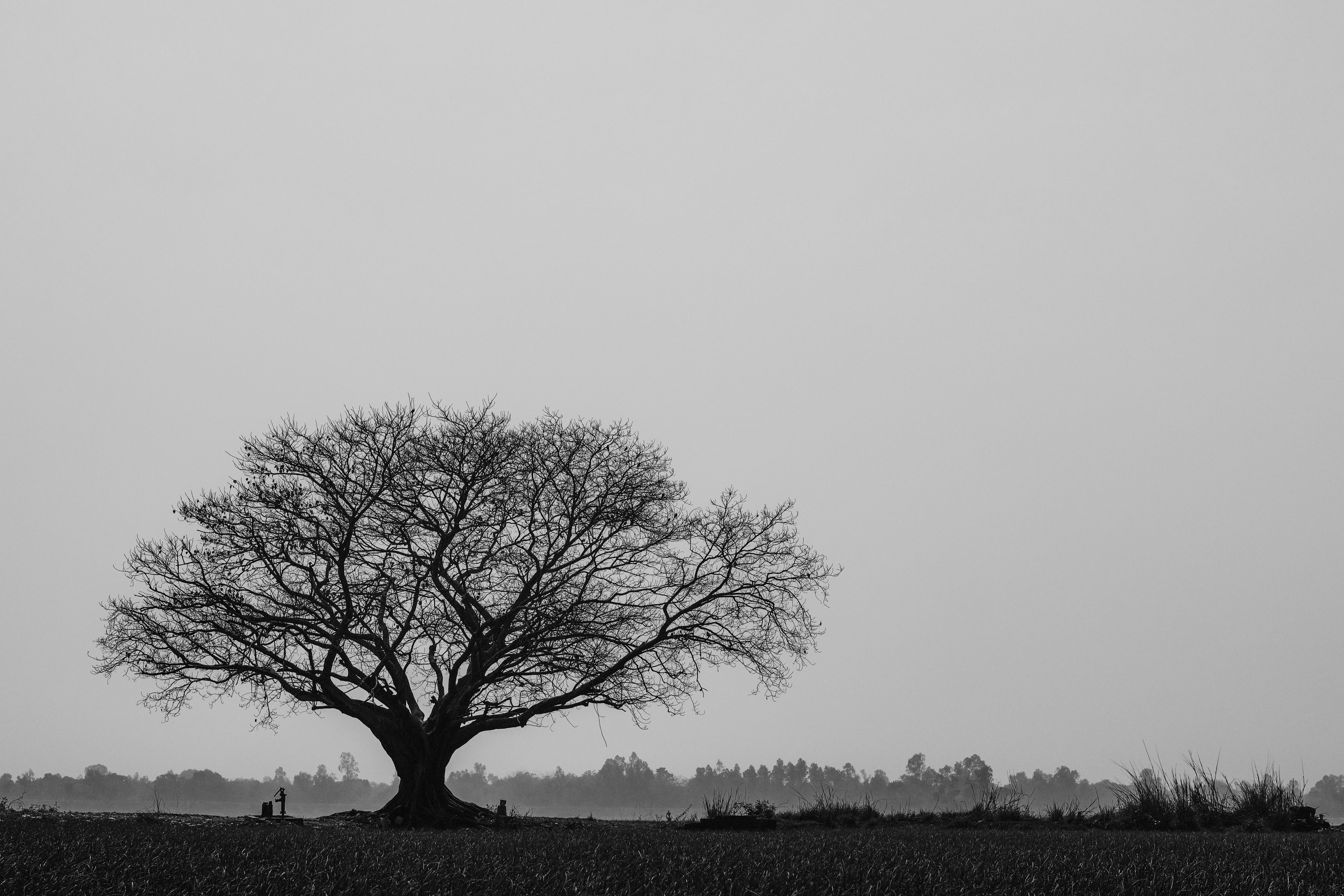 Stunning black and white image of a lone banyan tree in Pabna, Bangladesh capturing serene rural beauty.