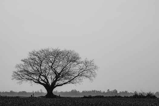 Stunning black and white image of a lone banyan tree in Pabna, Bangladesh capturing serene rural beauty.