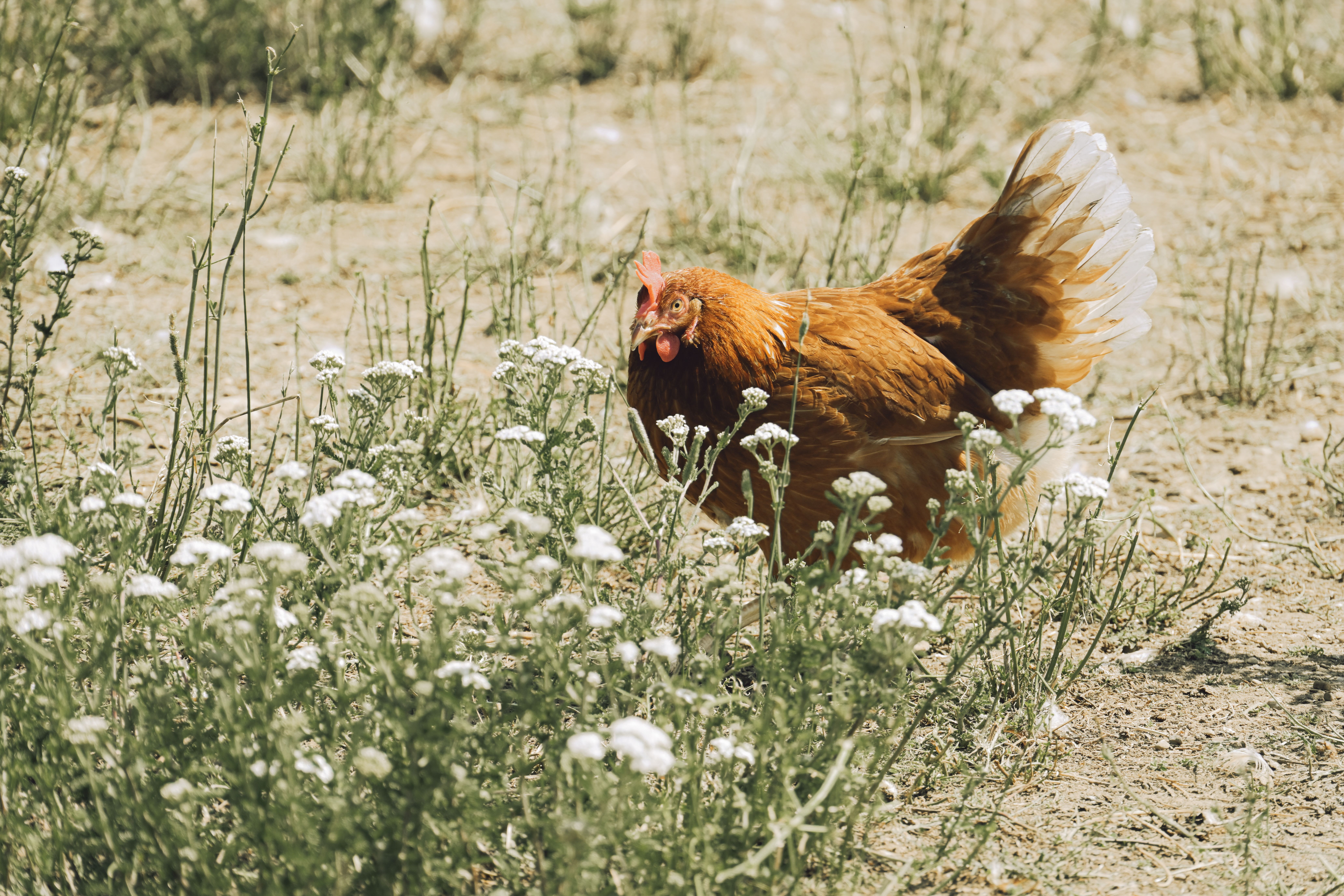 Free Range Hen Among Wildflowers Outdoors · Free Stock Photo