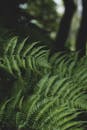 Lush Ferns in a Tranquil Forest Setting