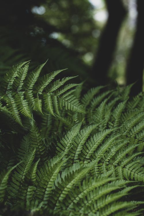 Free Close-up of lush green ferns in a serene forest, showcasing natural beauty and tranquility. Stock Photo