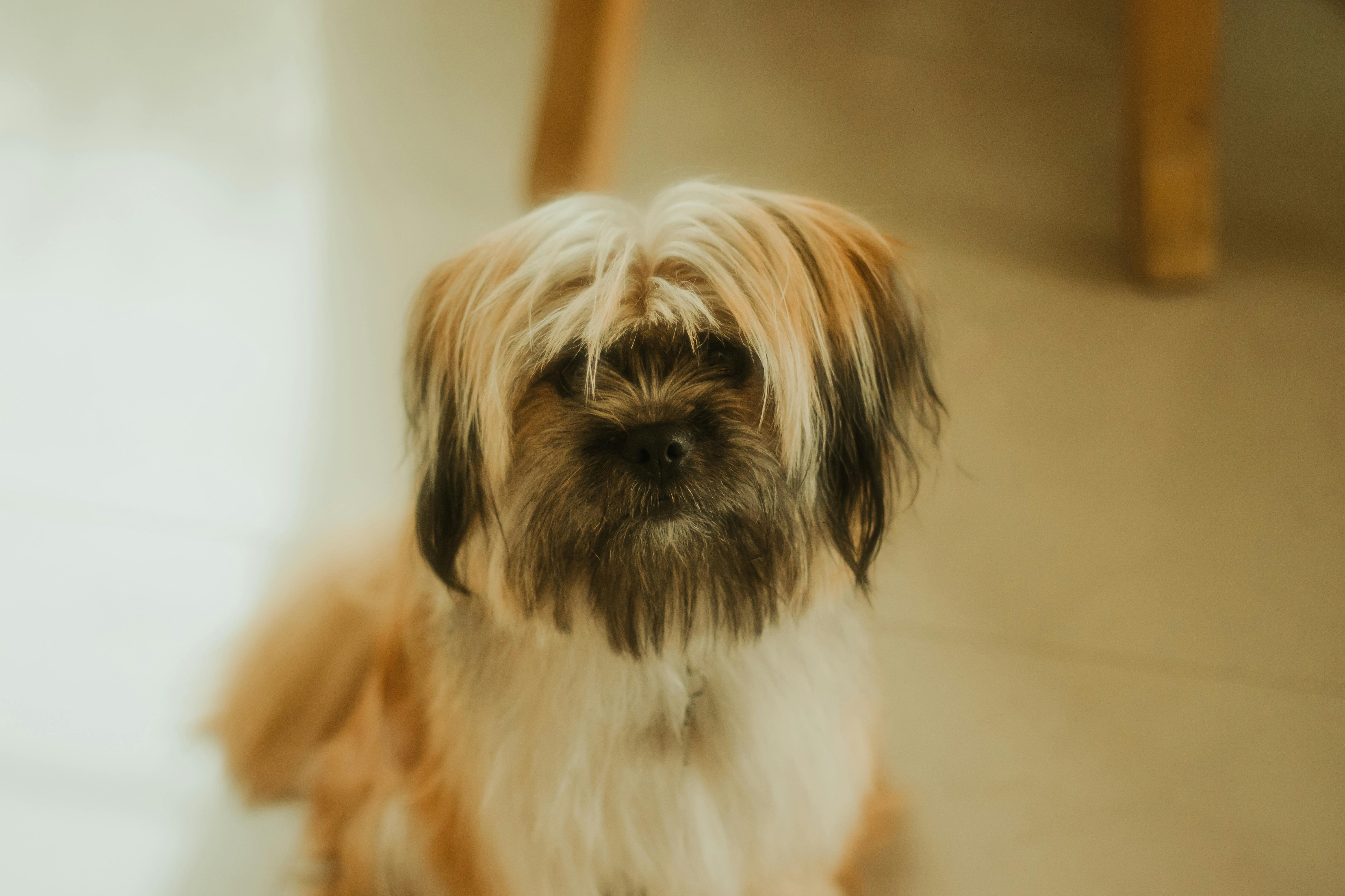 Pet grooming franchise Scenthound marks its spot in Chesterfield — Photo by Santiago Sauceda González on Pexels