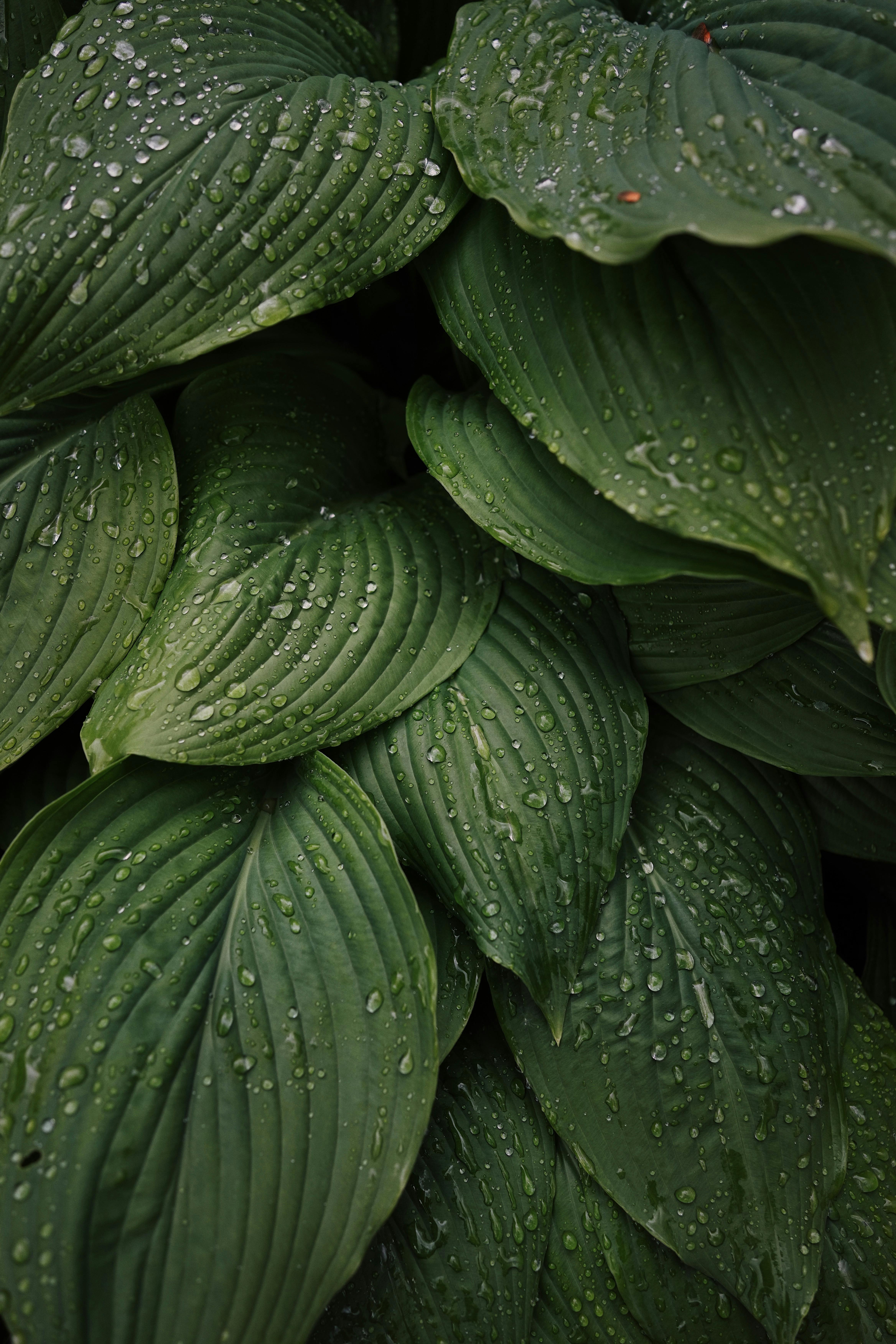 Vibrant hosta leaves covered in dew create a fresh, natural texture.