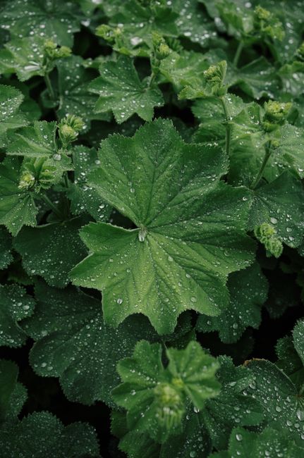 Detailed view of Alchemilla leaves with fresh morning dew droplets enhancing the lush greenery.