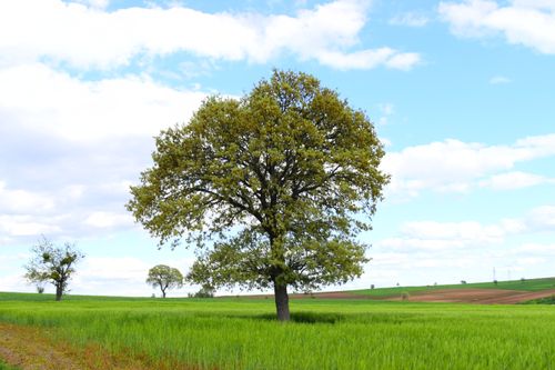 Free A majestic oak tree stands alone in a lush green field under a bright blue sky with scattered clouds. Stock Photo