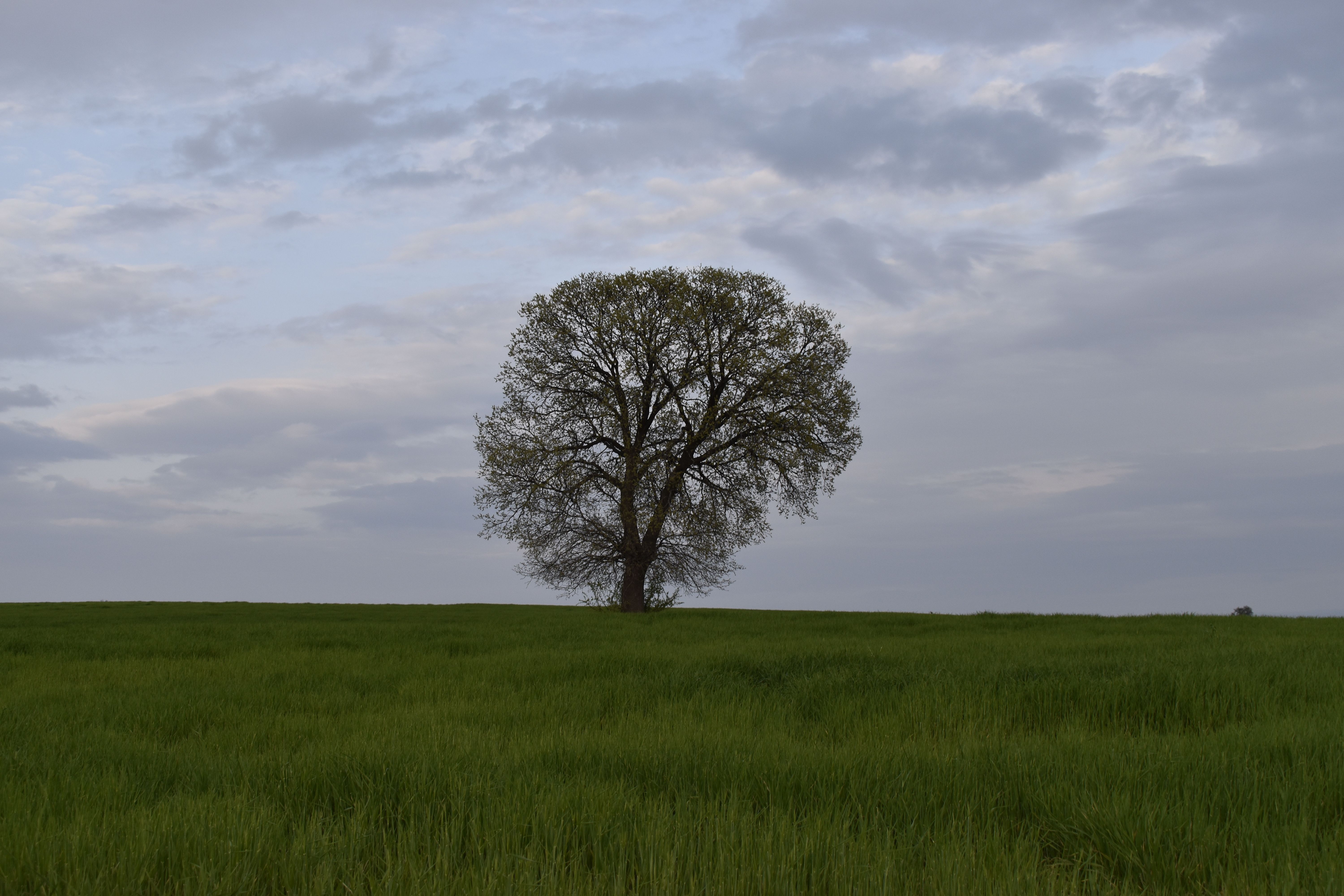 Solitary Tree in Serene Grassland Landscape · Free Stock Photo