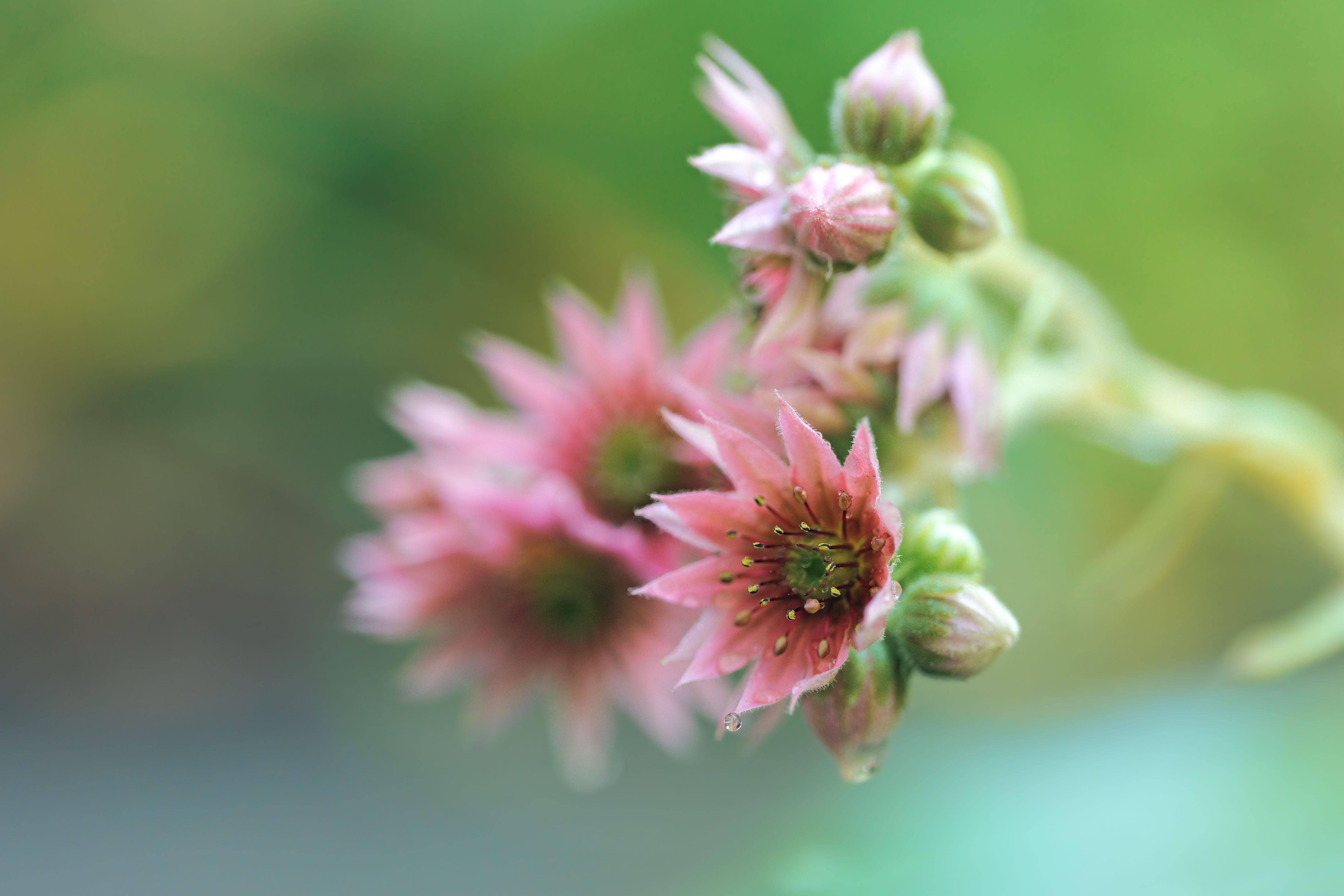 Close-up of Pink Flowers in a Stone Garden · Free Stock Photo