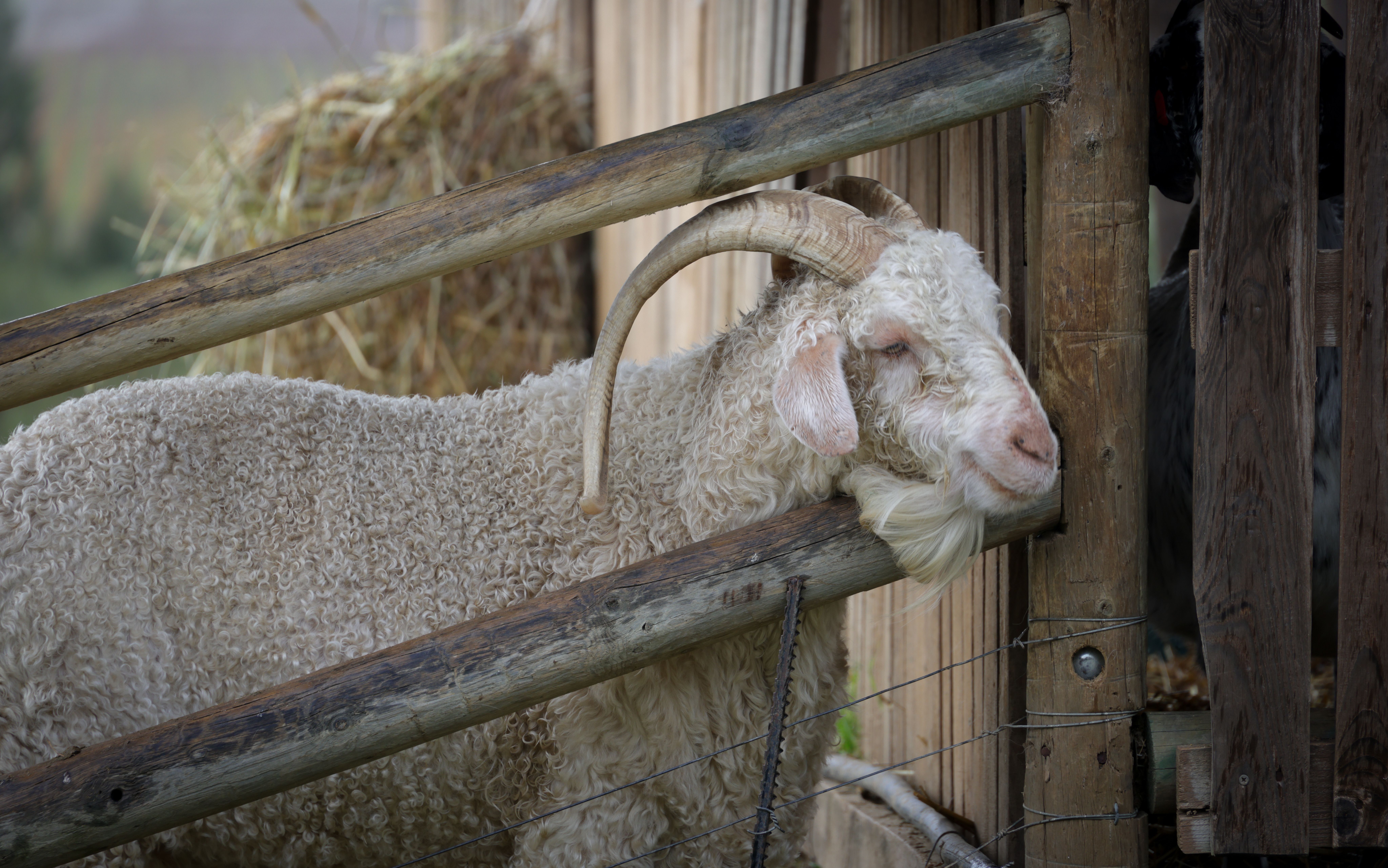Angora goat leaning on fence