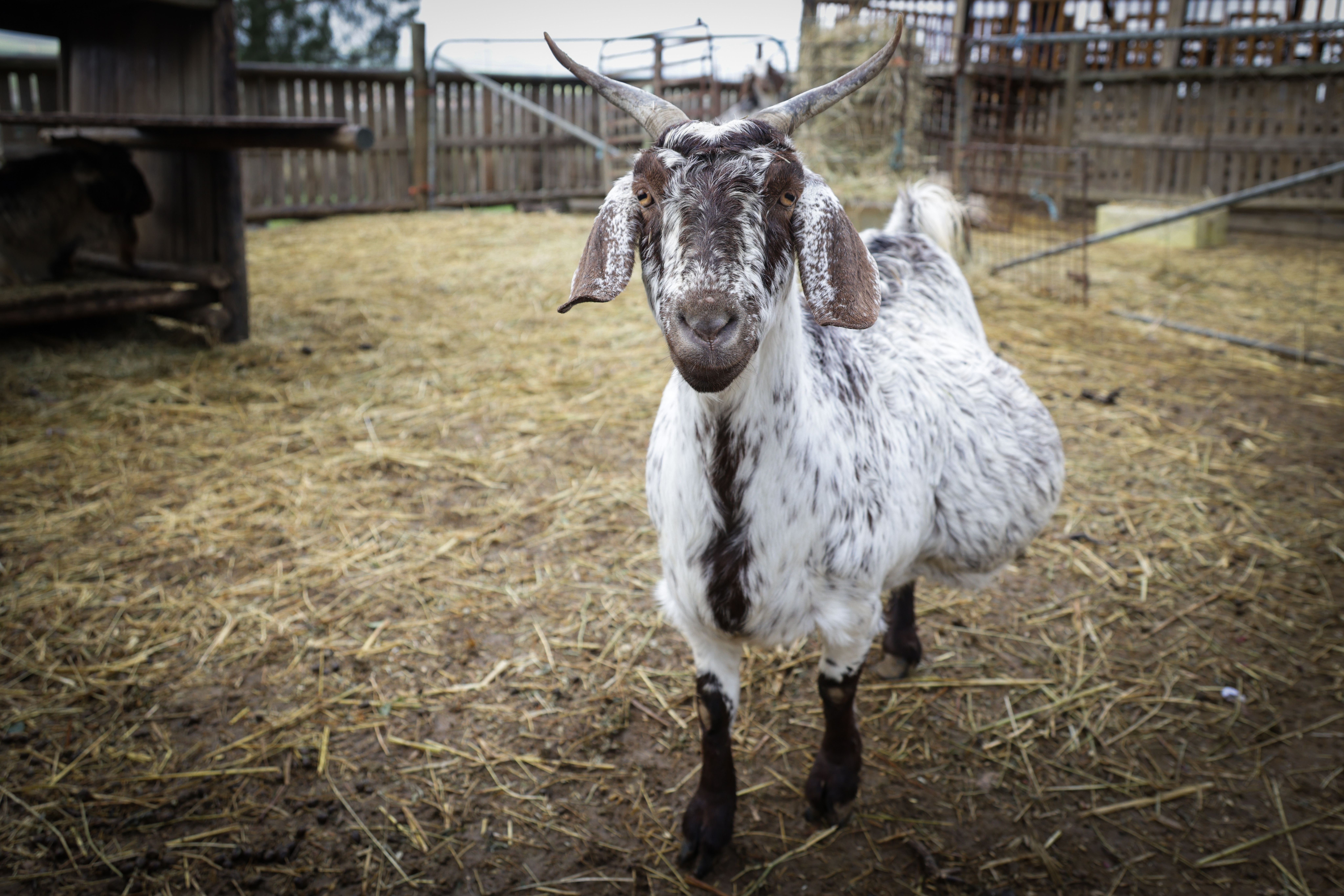 Farmyard Encounter