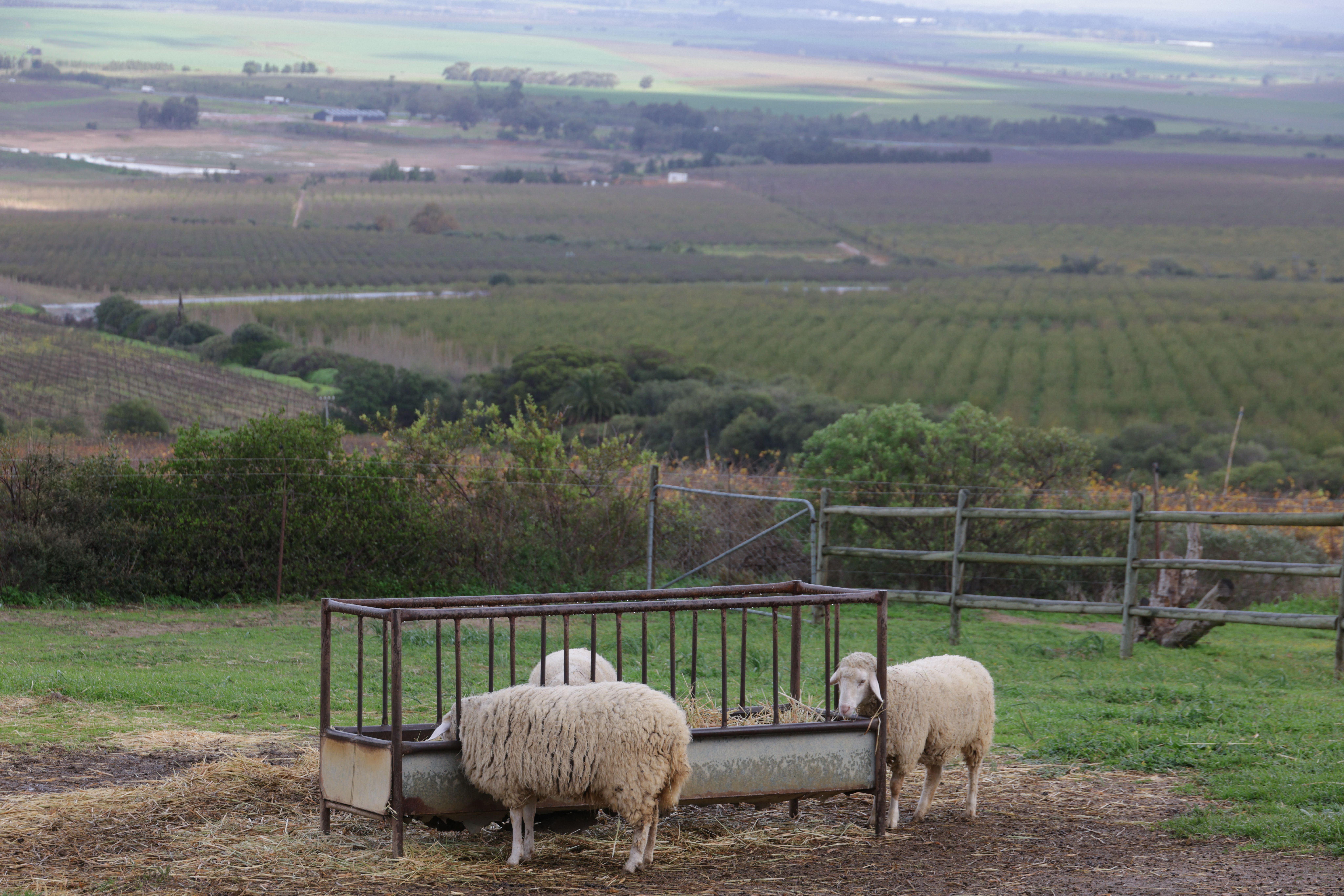 Escape the Screen, Embrace the Green: Why 2026 is Your Year for a Transformative Farm Stay Adventure!