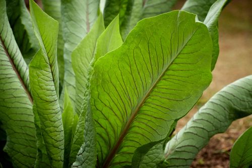 Free Close-up of vibrant green plant leaves outdoors showcasing natural veins and textures. Stock Photo