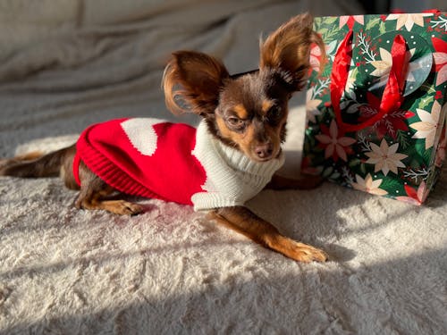 Pet-Friendly Sweaters Hit Markets as Cold Deepens